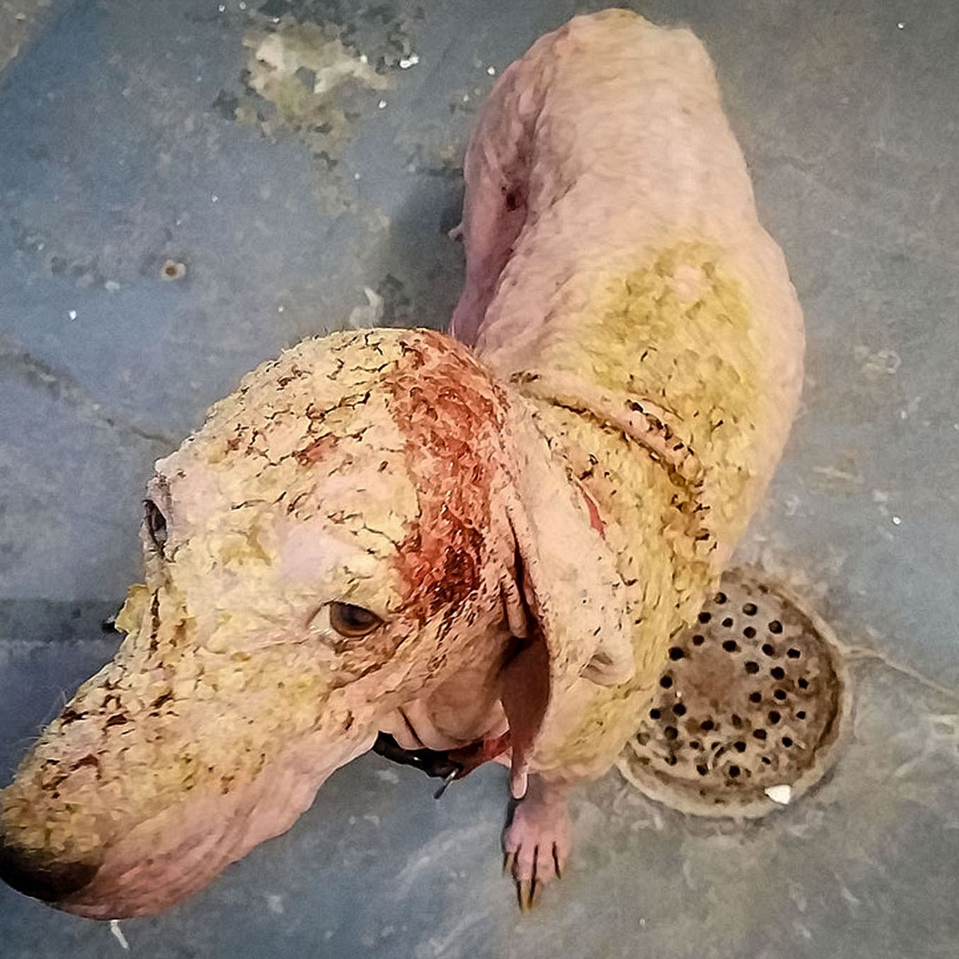 Dogs recovering after months alone on Utah salt flats episode artwork