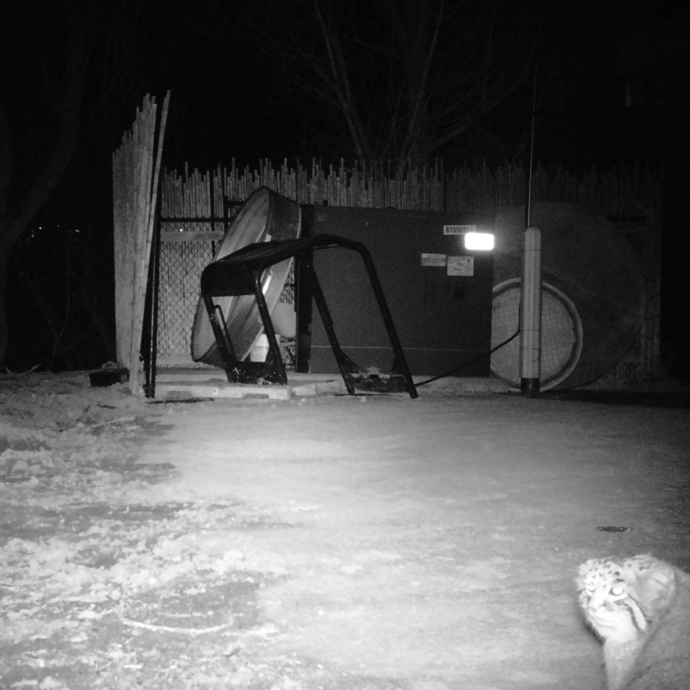 Pallas Cat remains on the loose in Hogle Zoo episode artwork