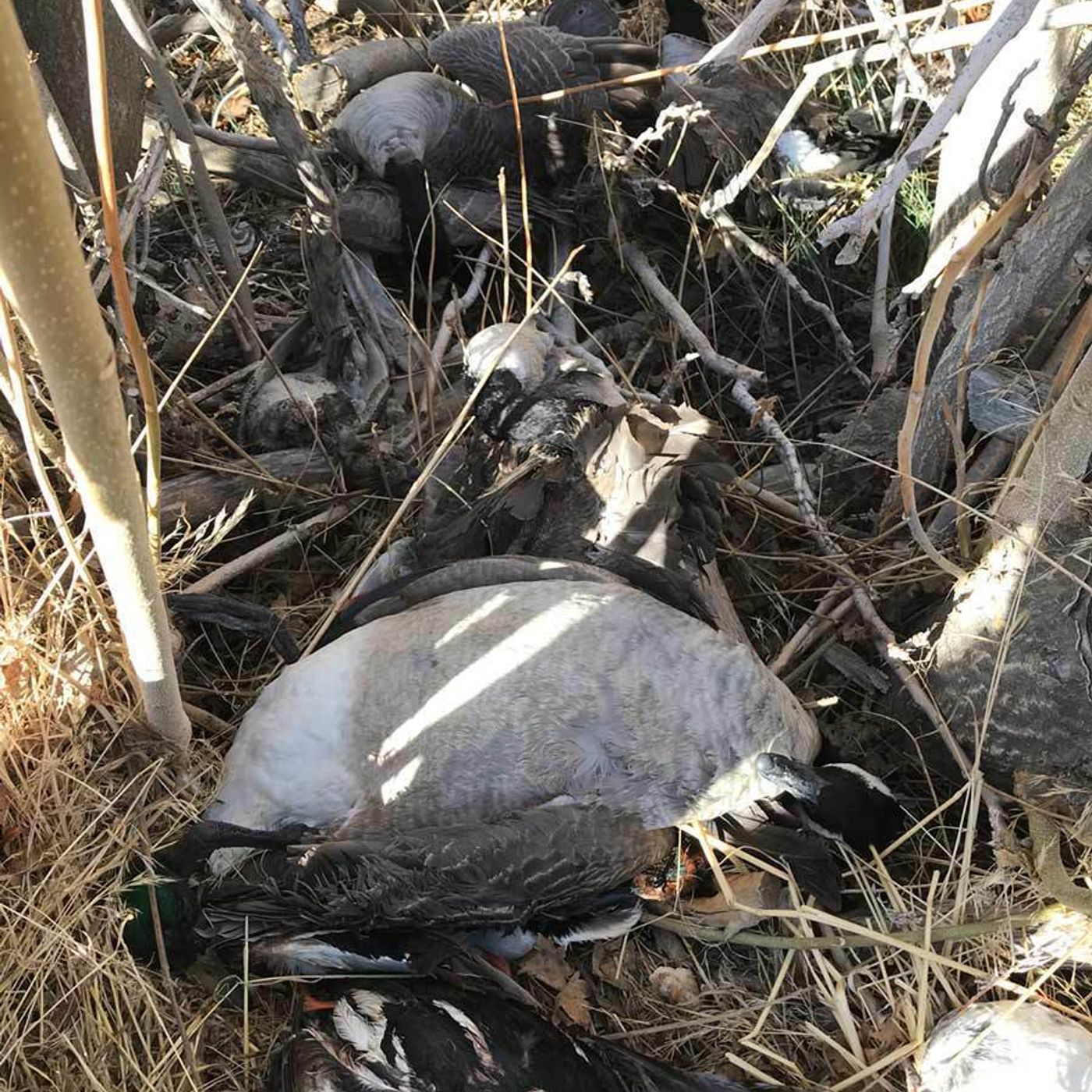 Wildlife police search for poachers in Davis County episode artwork