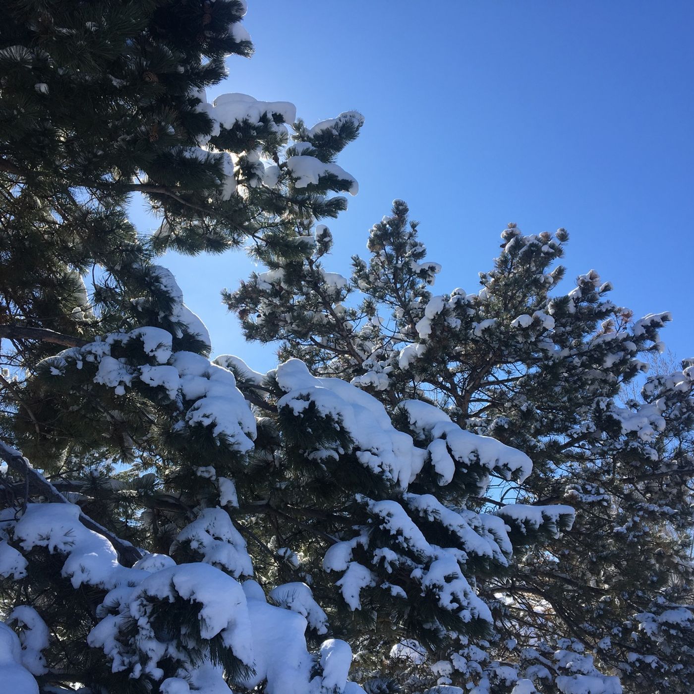 Recent snow storms have positive and negative consequences for farmers episode artwork