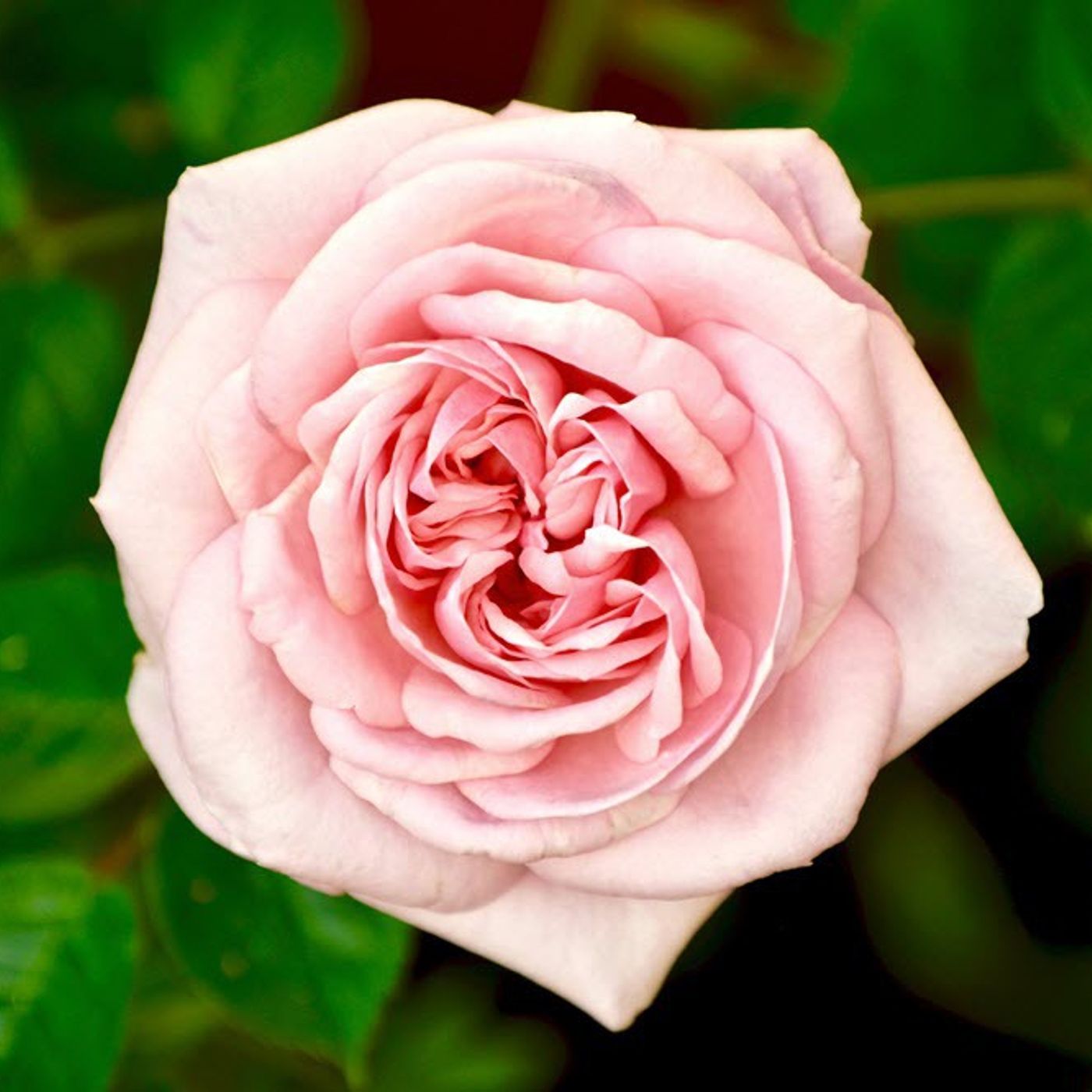 Dealing with loss by learning the wise ways of a rose bush episode artwork