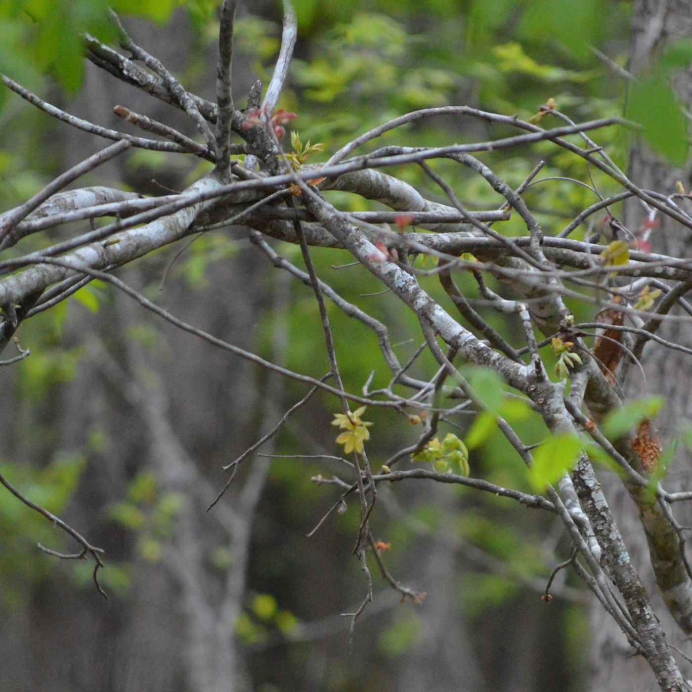 Sasquatch Whisperer, Fortean Researcher adding Science to the equation - Gary Hart