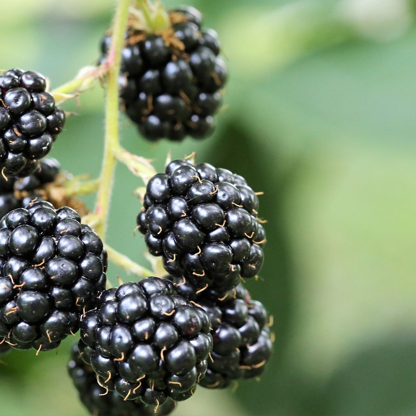 Blackberry Bramble - Drink of the Week with Slingsby Gin