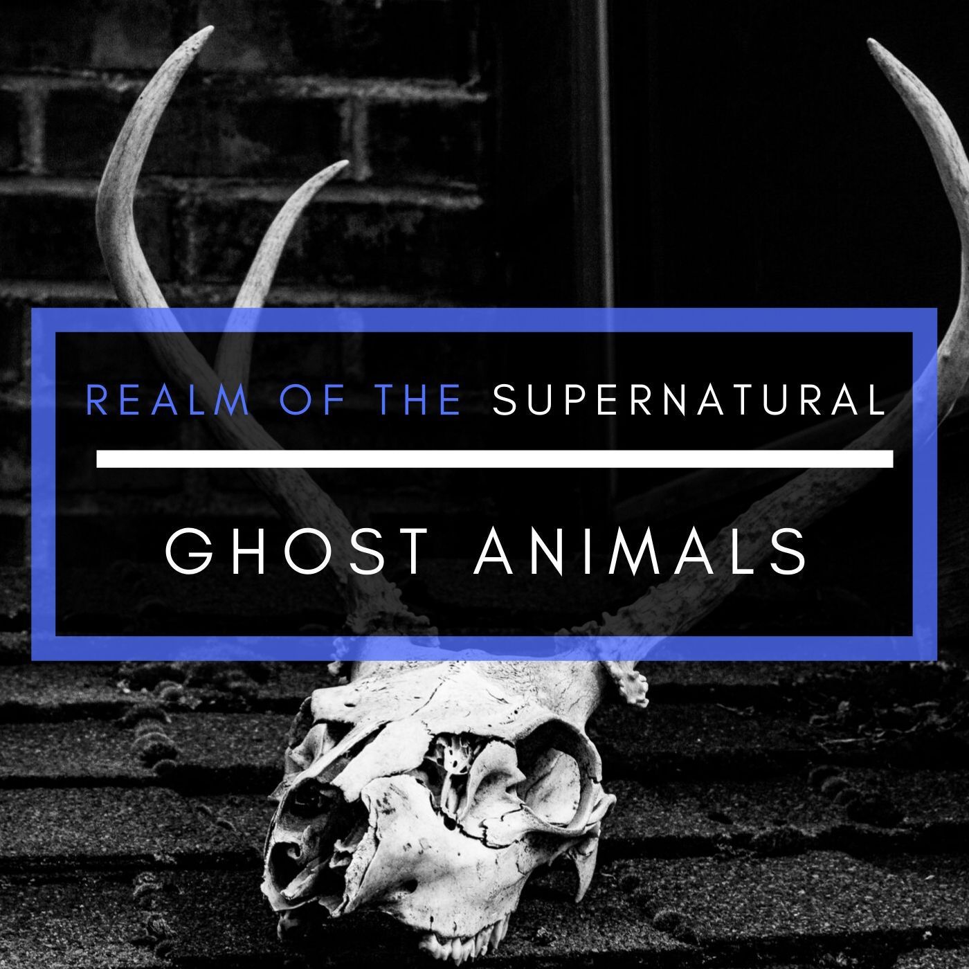 Ep 153 Ghost Animals