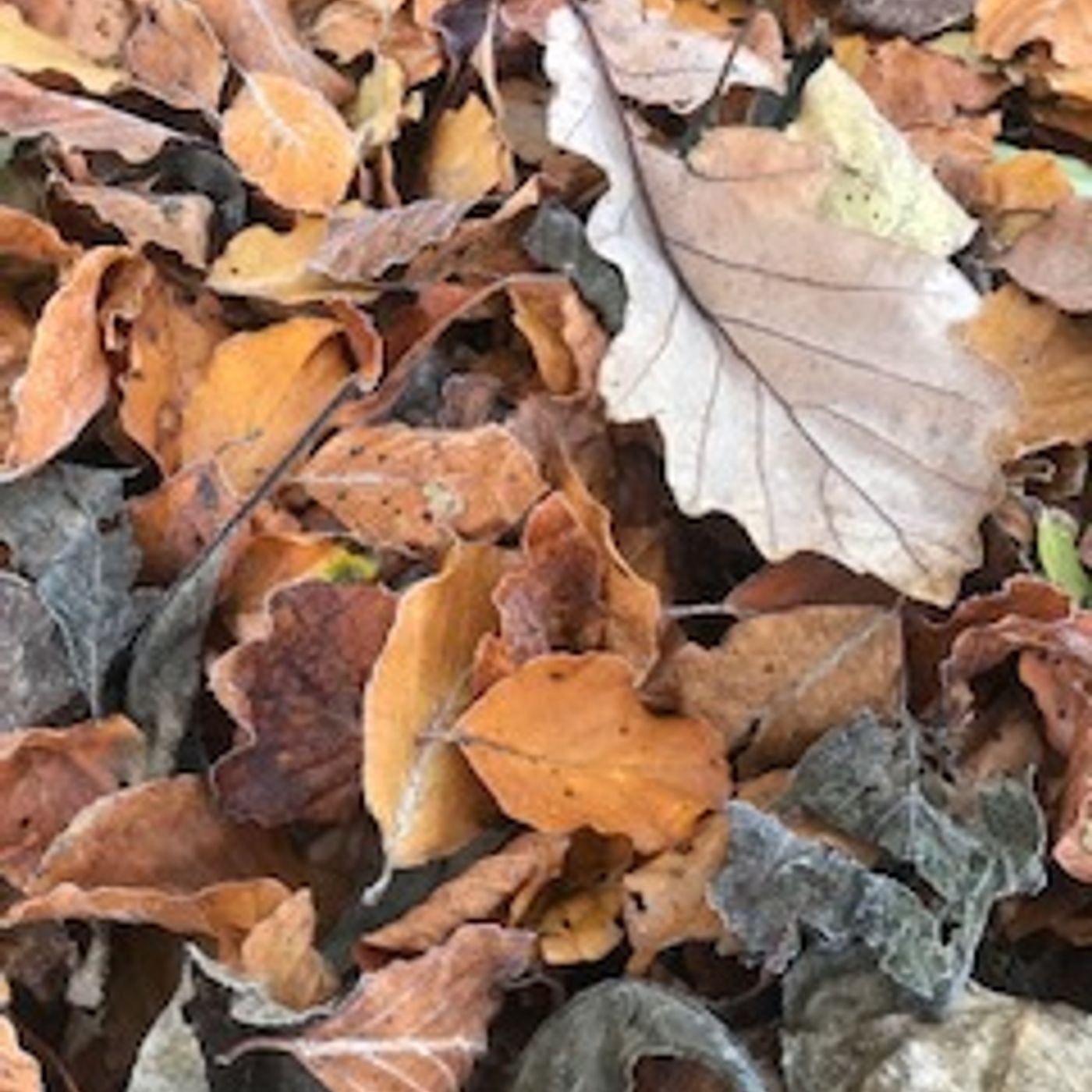 S2019 Ep18: Autumn Leaves by the river in Glanmire Cork - Day 18 #NaPodPoMo