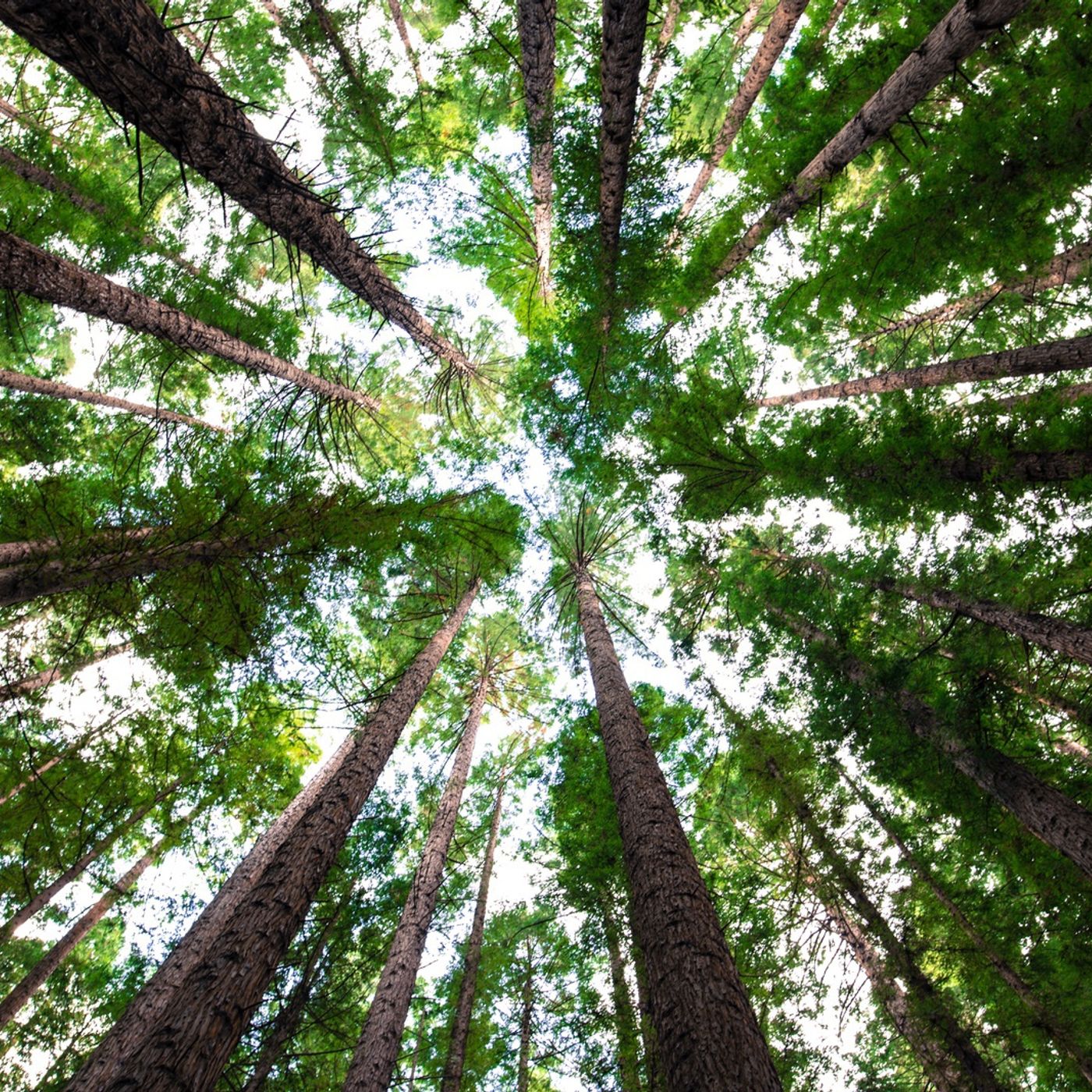 Tune Into You Meditation Podcast