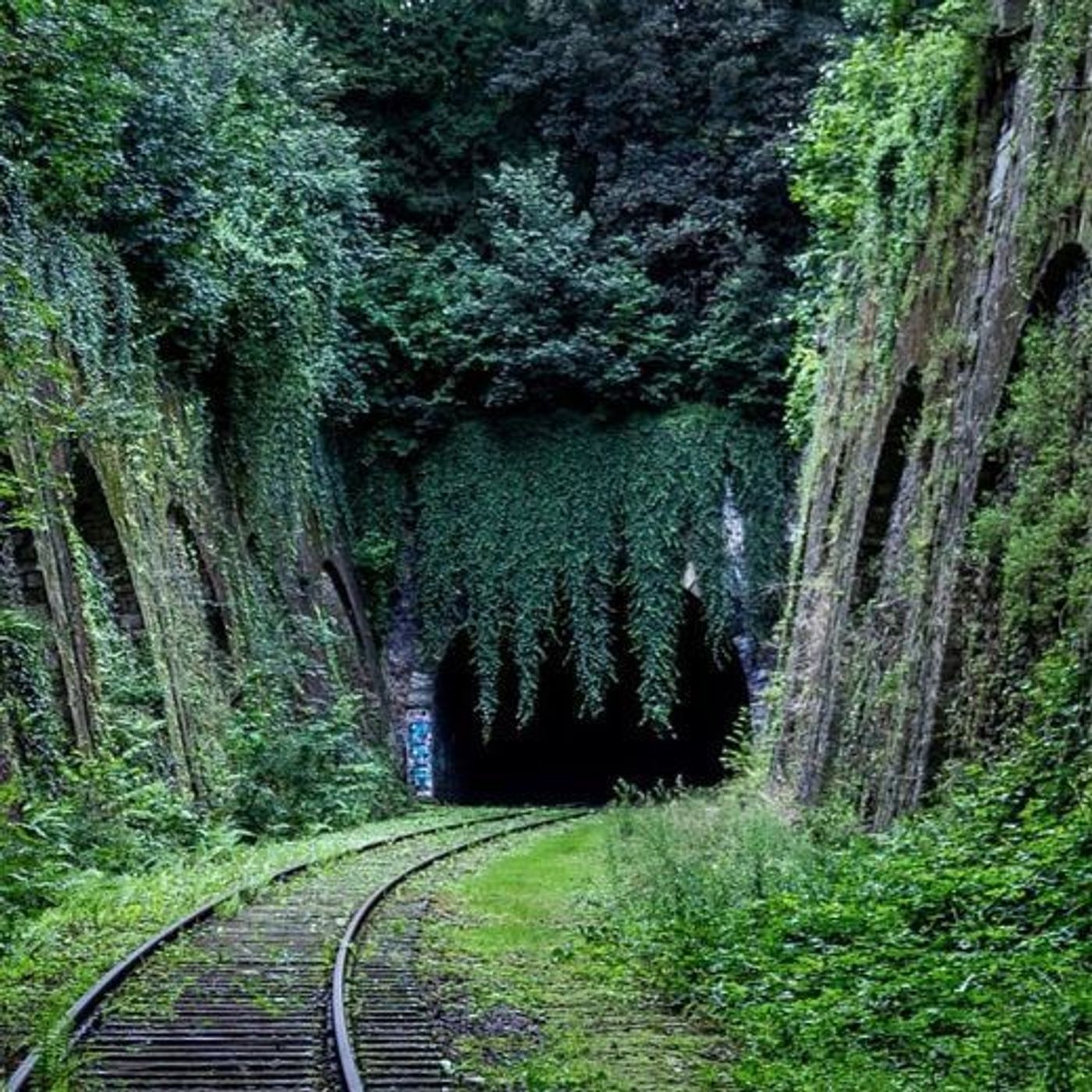 531: The Old Growth Part 2/2 🍄 | New OTR Series: Mysterous Traveller | New Earl Grey Enforcer