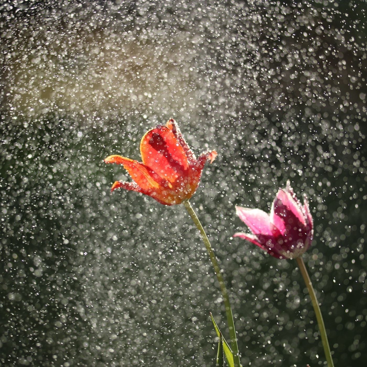 Tune Into You Meditation Podcast