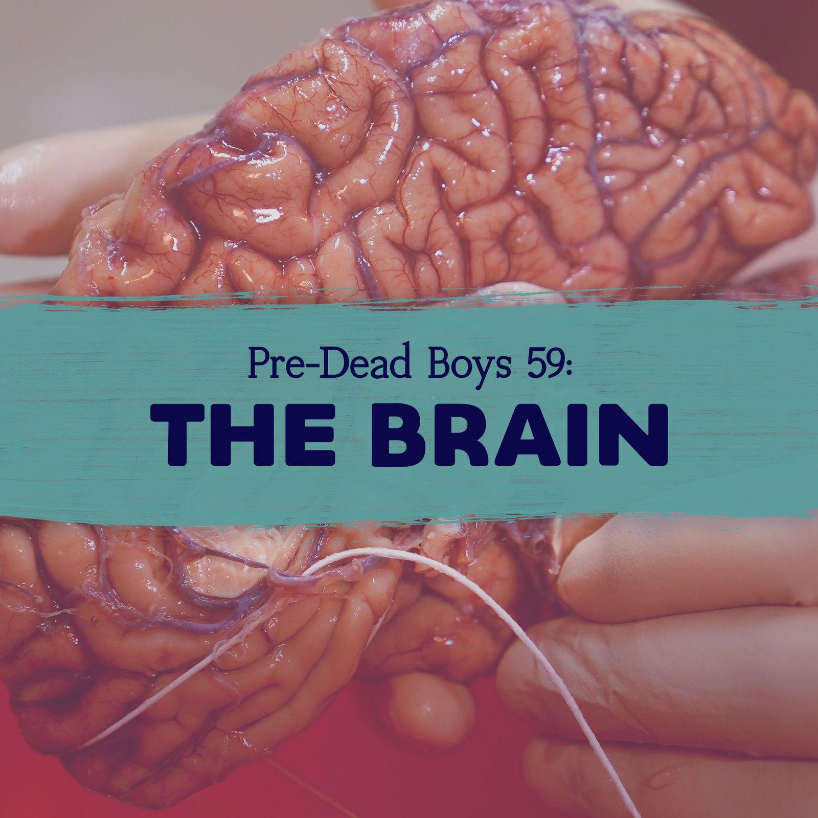 59: The Brain