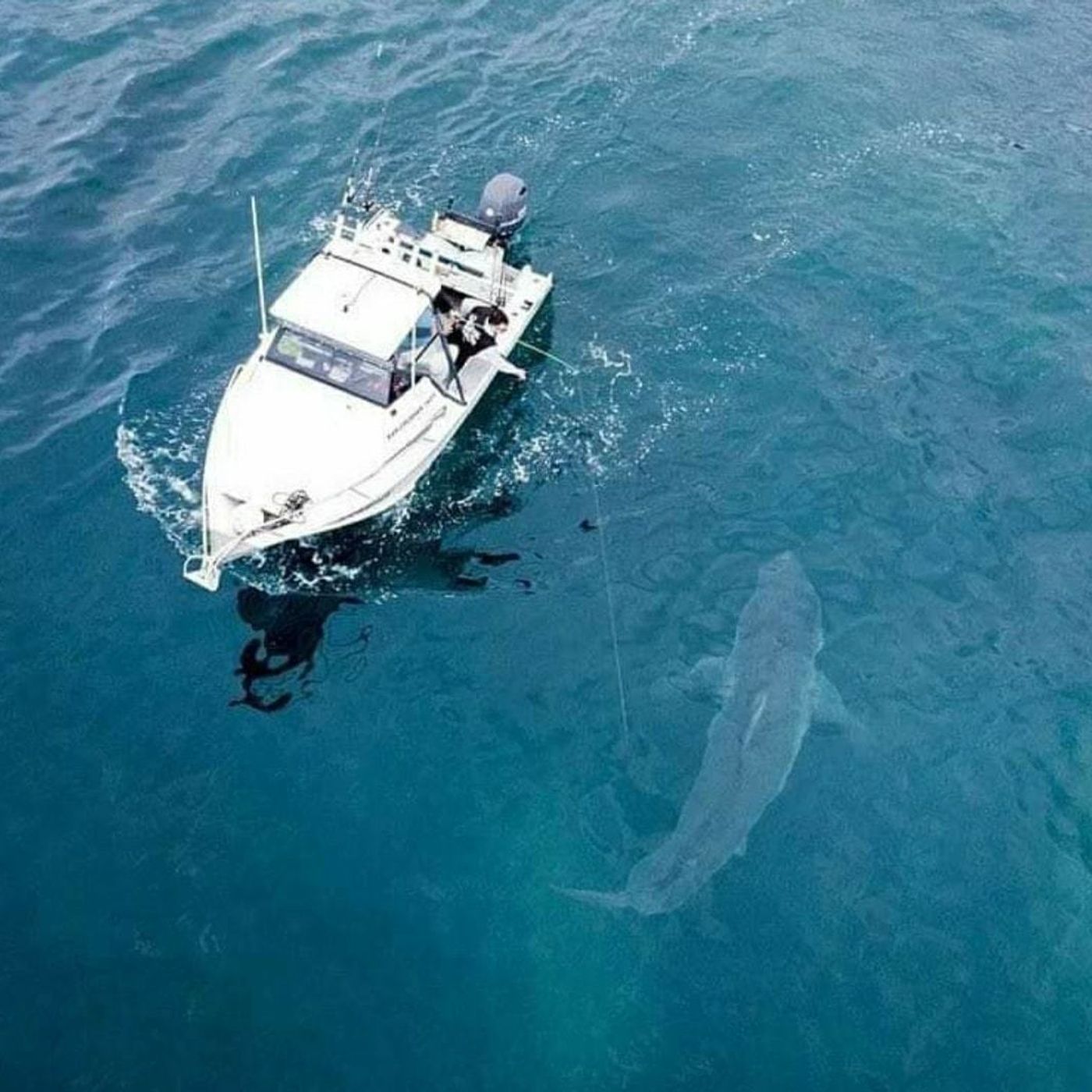 Trapman Bermagui talks about the 4m shark off Bulli, his injury and whales on the South Coast episode artwork