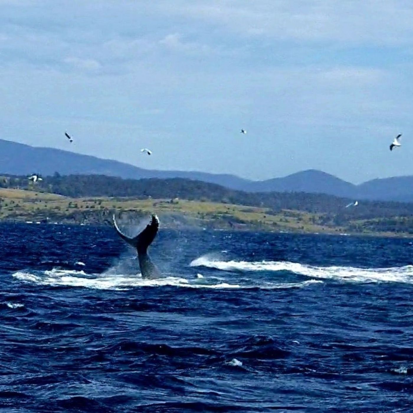 Trapman Bermagui talks about whales almost being hit by visiting recreational fishermen episode artwork