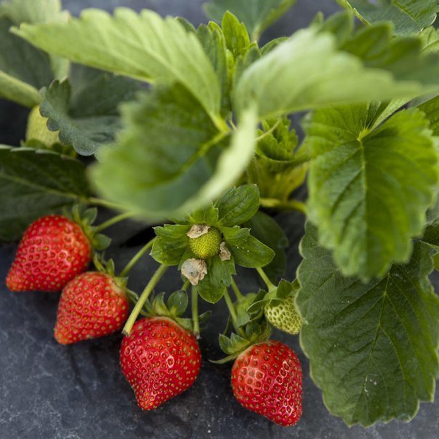 S2 Ep46: Better Lawns and Gardens - Hour 2 Strawberry Season is Here!  October 10, 2020