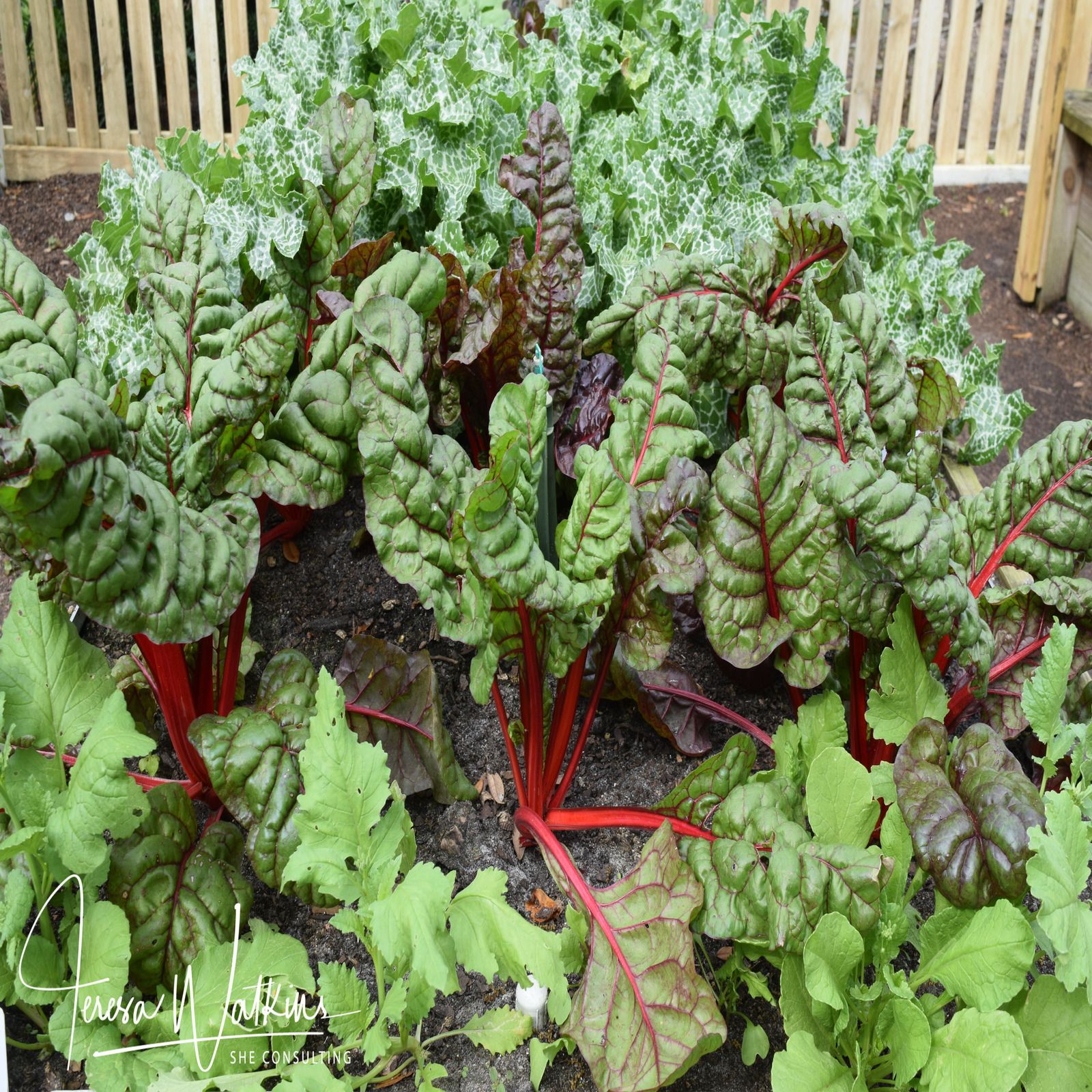 Better Lawns and Gardens - Hour 1 - Growing Greens October 24, 2020