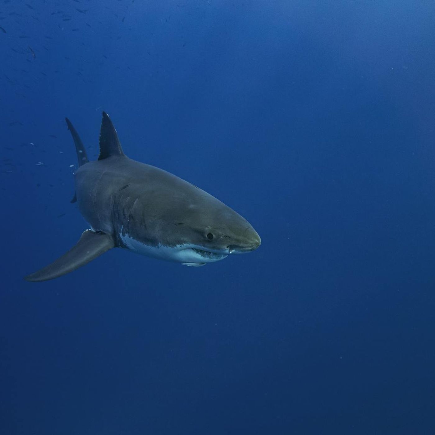 Are We Seeing More Sharks Than Usual? episode artwork