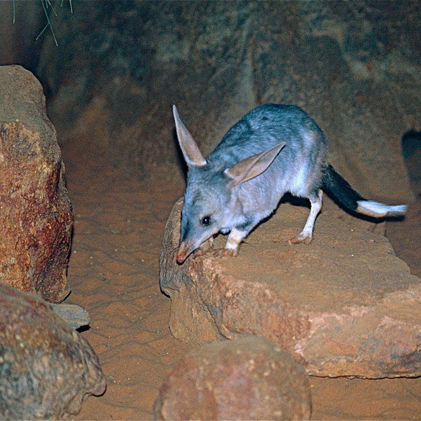 Arid Recovery Welcomes New Bilbies To The Reserve episode artwork