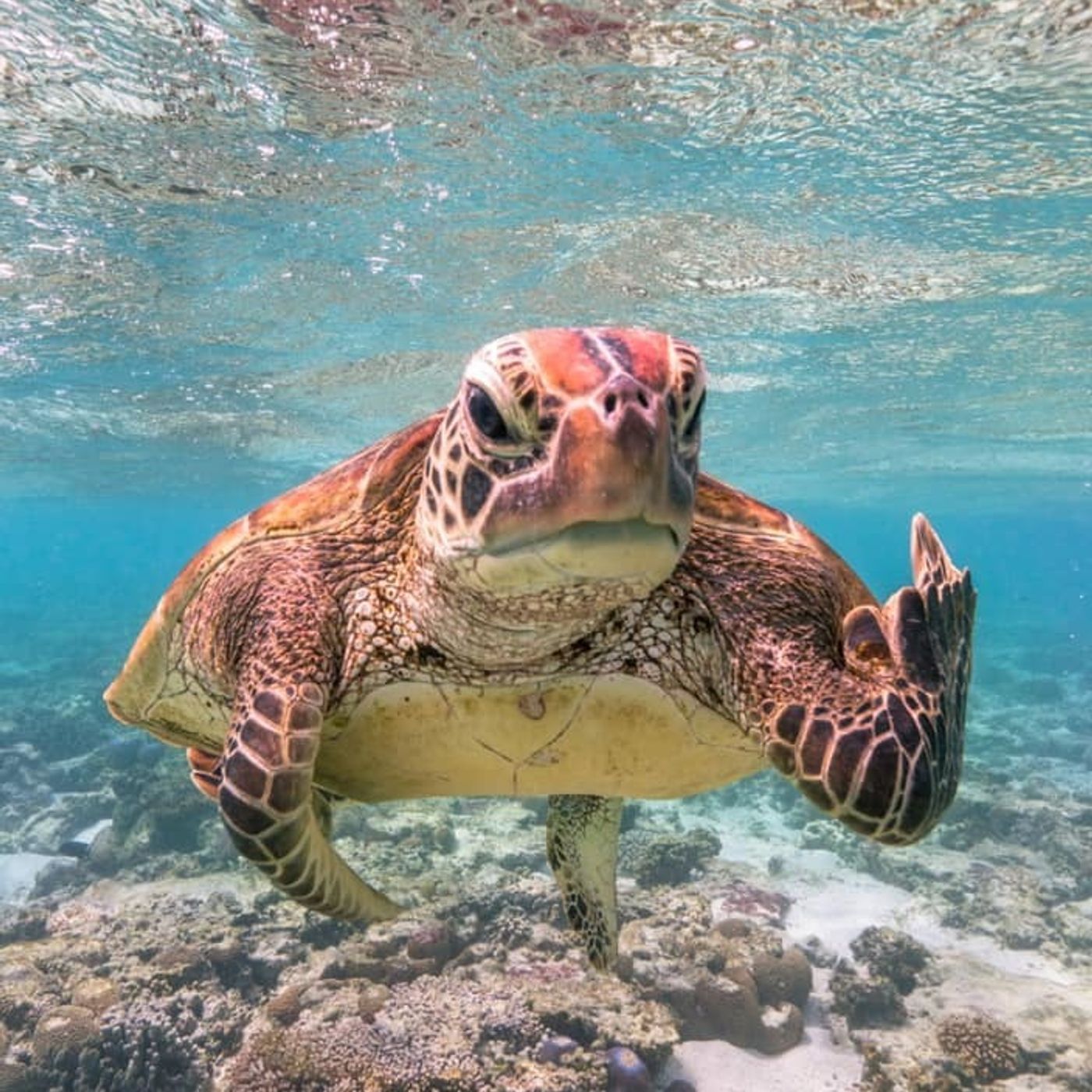 2: A Mackay Photographer Won The Comedy Wildlife Photography Award