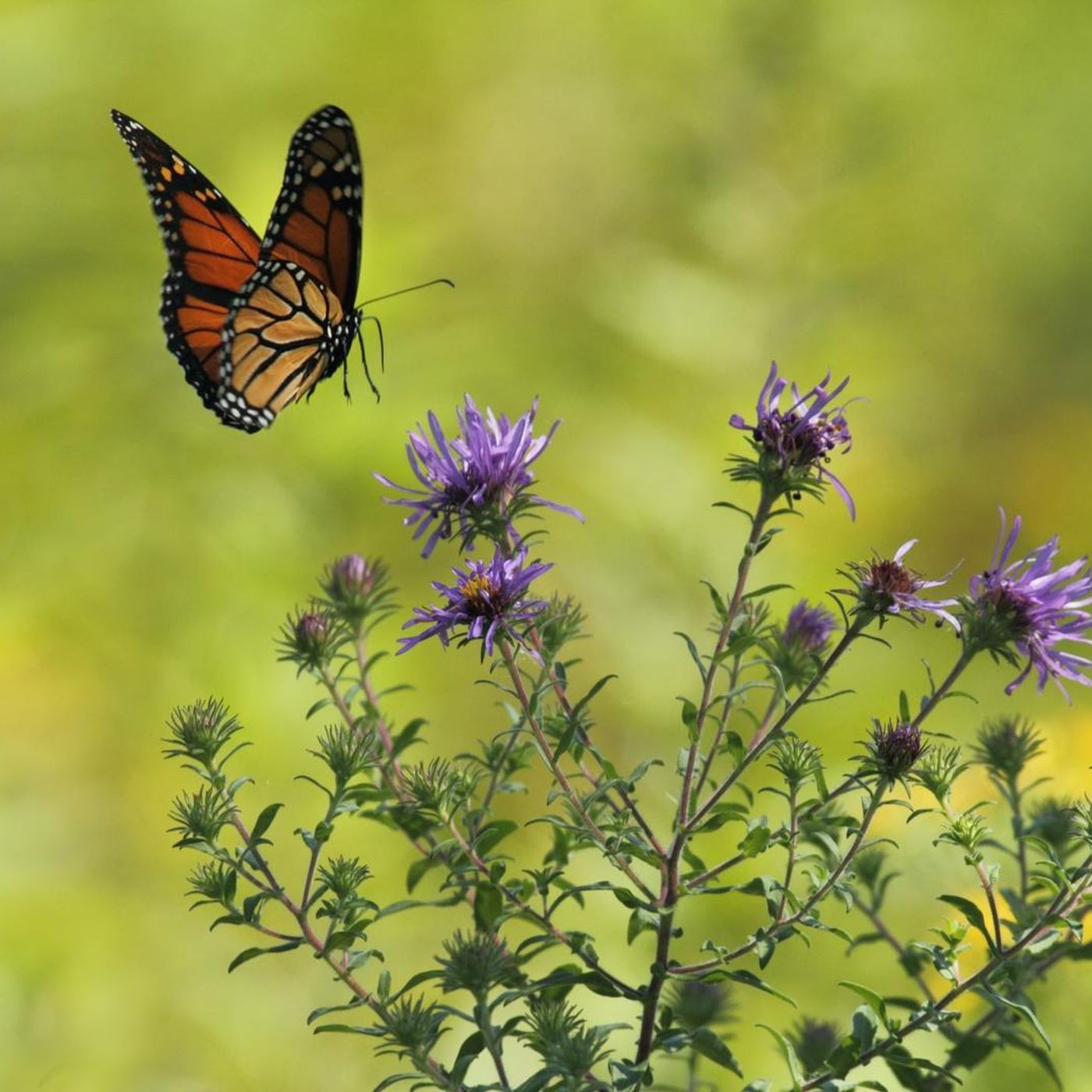 Creating Your Own Butterfly Garden episode artwork
