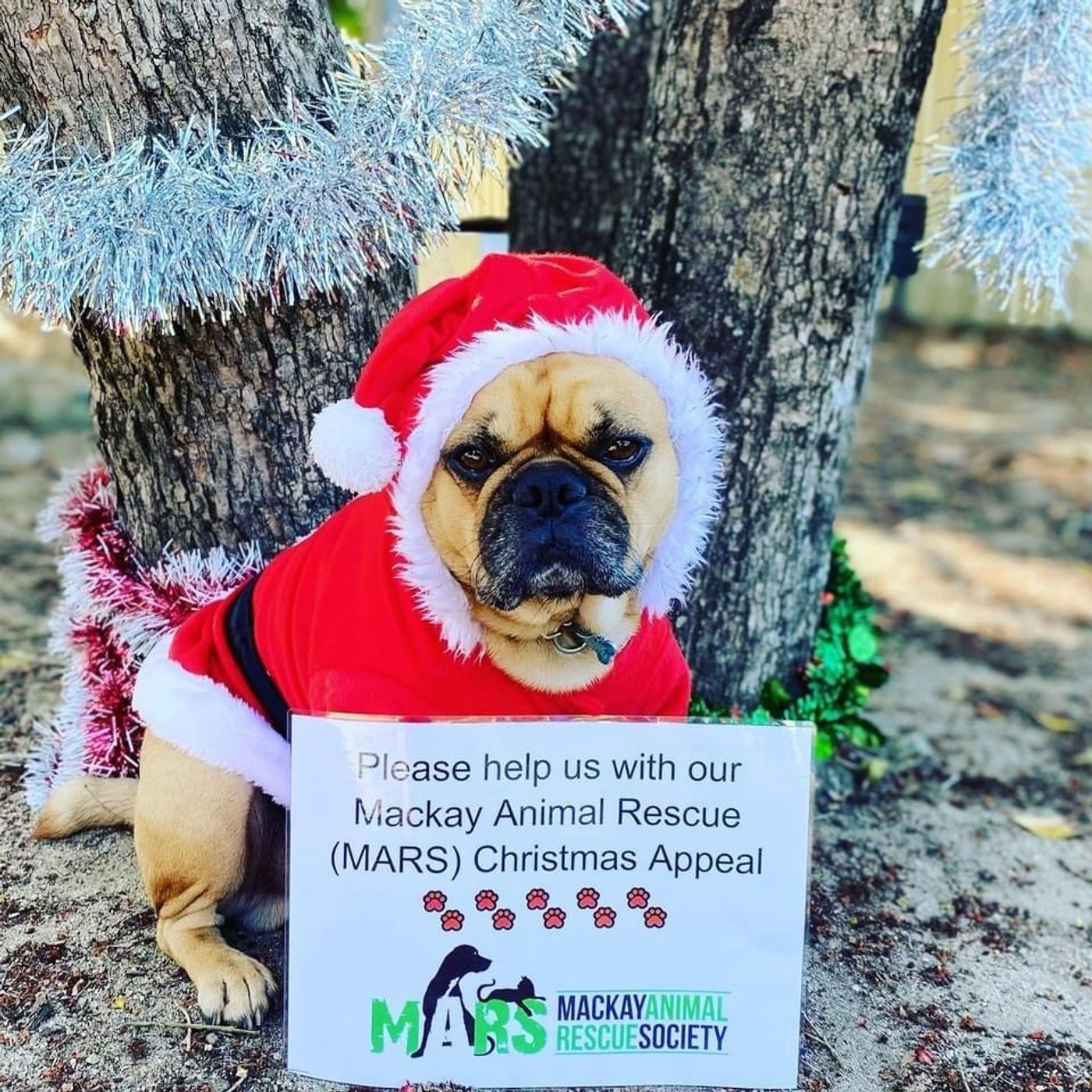 5: This Mackay Celebrity Dog Wants You To Help Out Pets In Need For Christmas