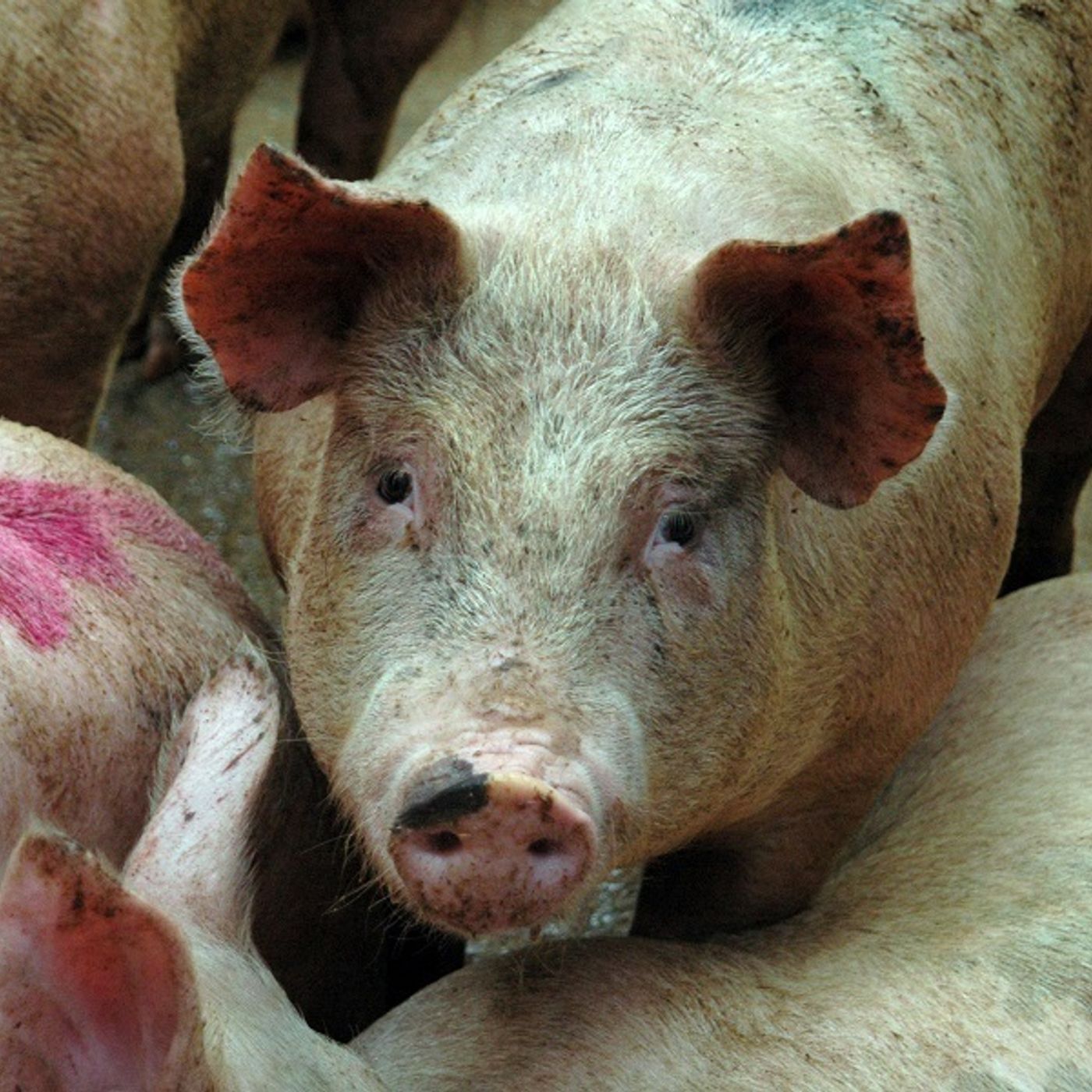 218: Pork: Principles of pig production, abattoir closures and market news