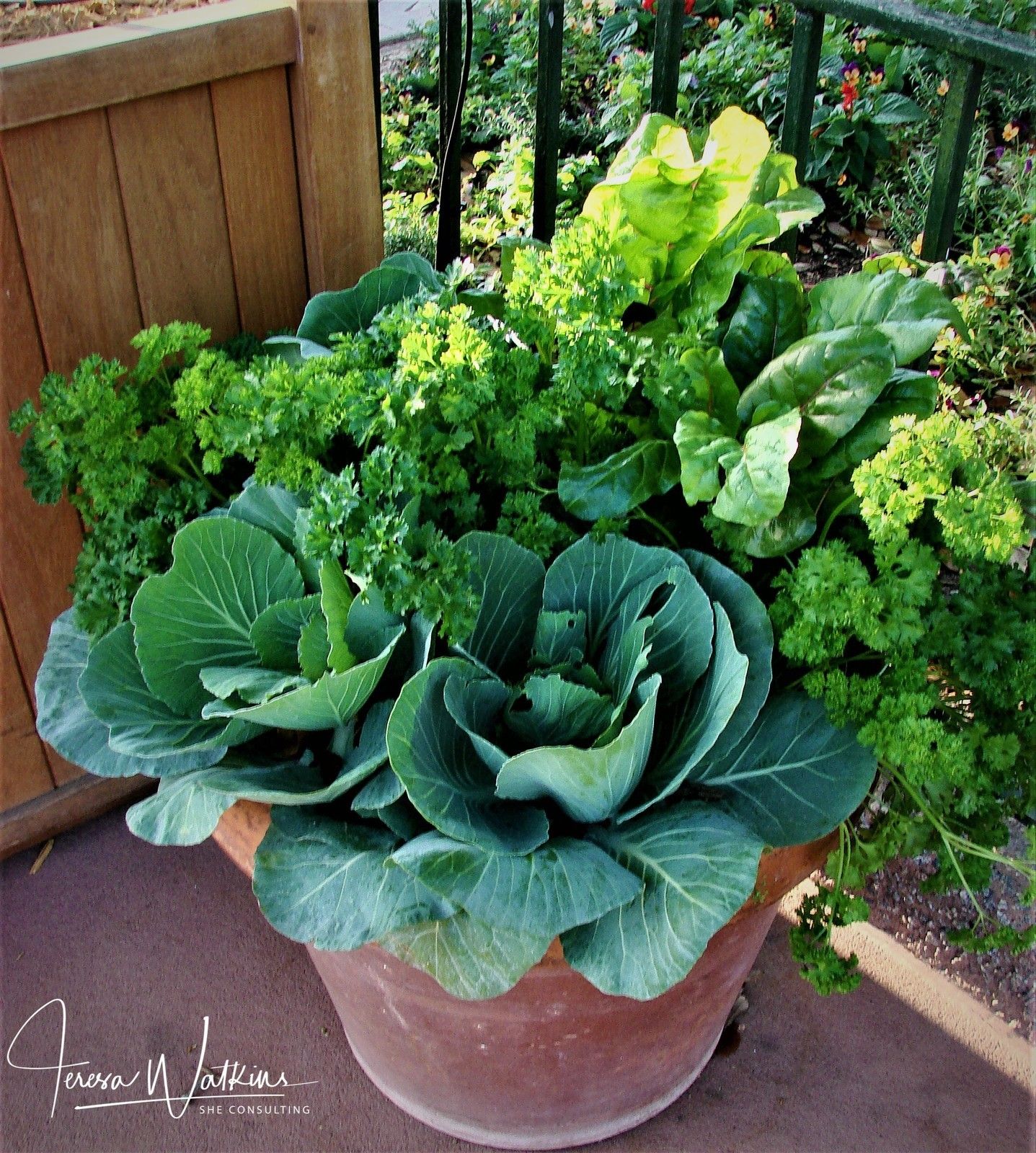 S2 Ep52: Better Lawns and Gardens - Hour 1 Cool Season Vegetables November 14, 2020