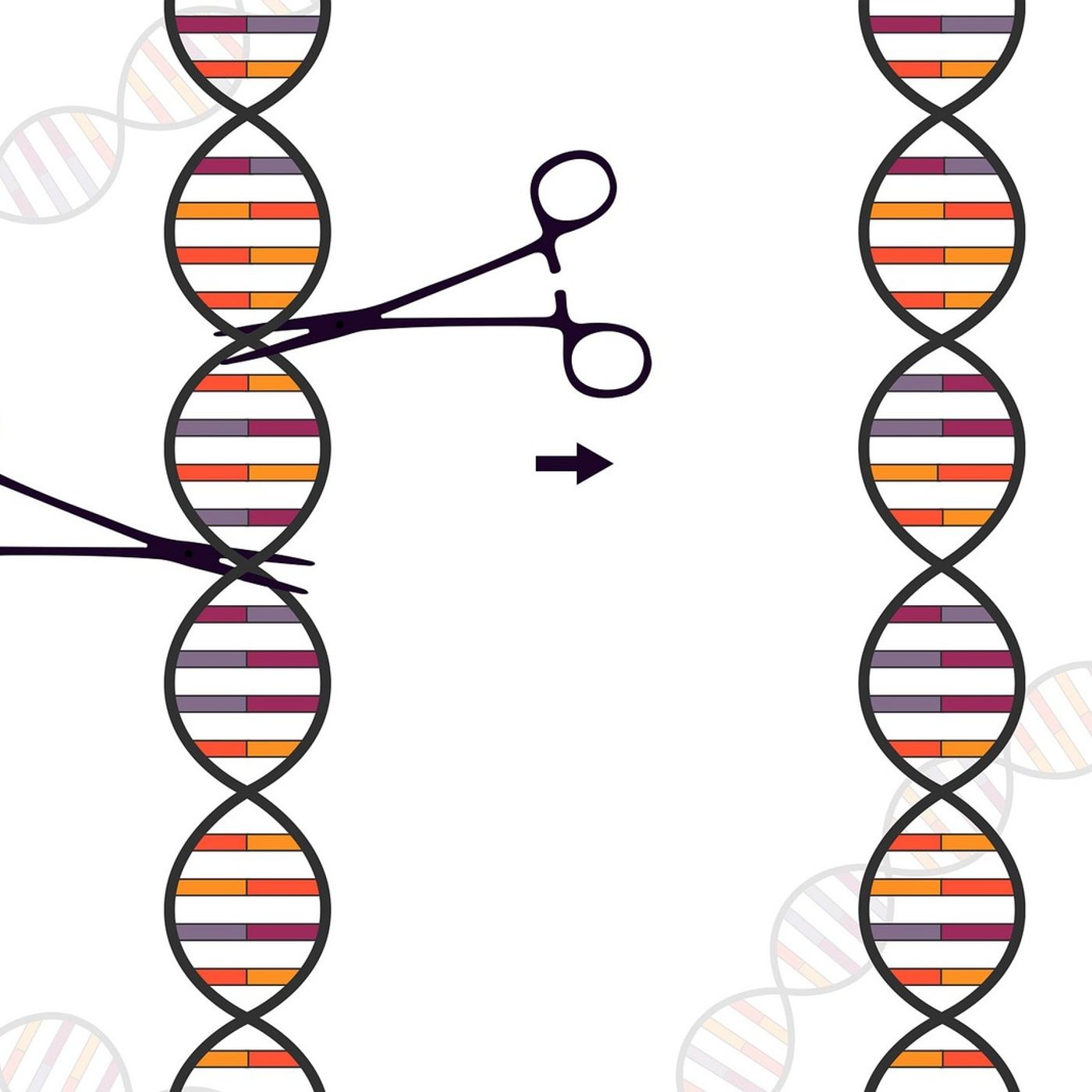 4: CRISPR- a tool for human genome modification and so much more.. 4: CRISPR- a tool for human genome modification and so much more..