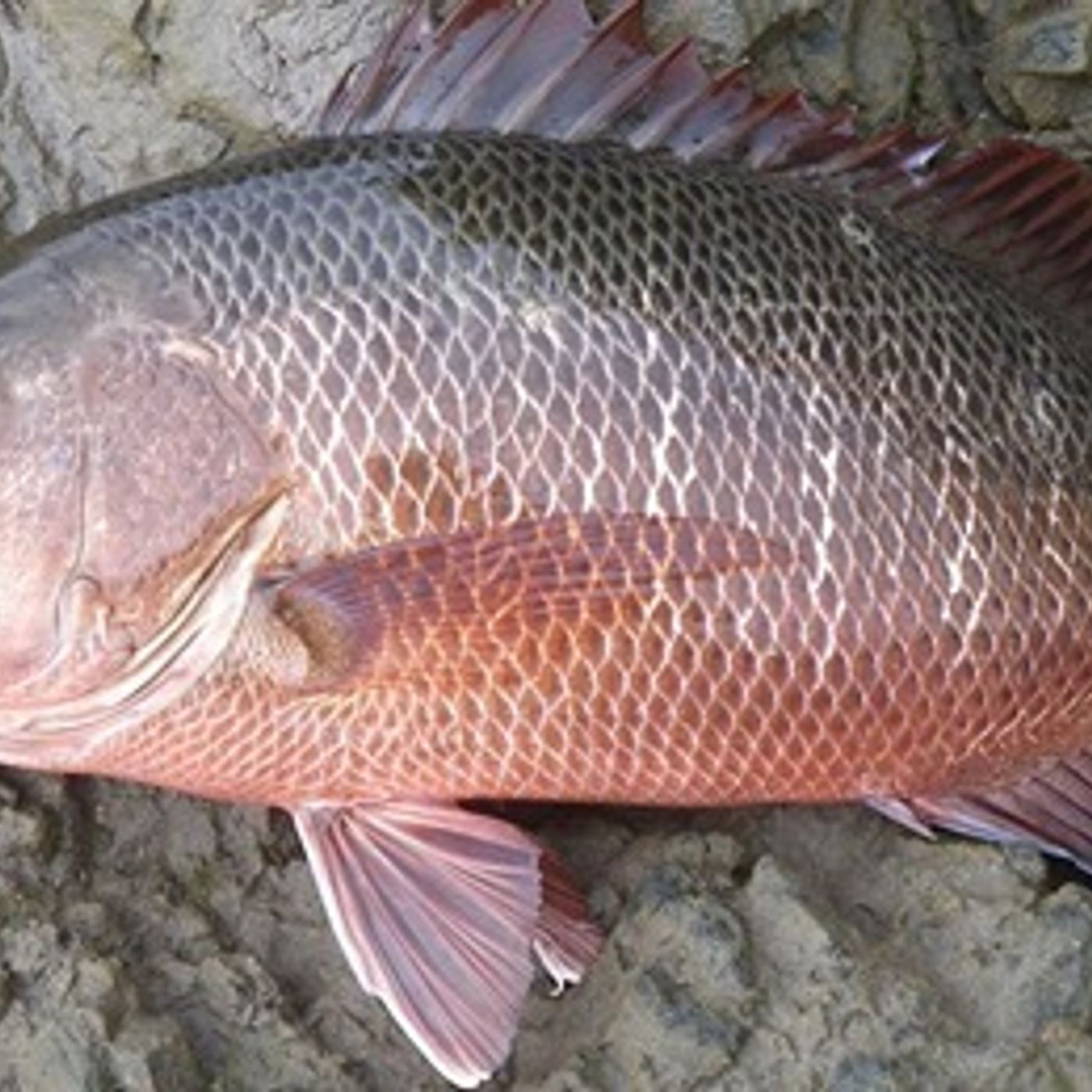 110: Weekend Fishing with Liam from Compleat Angler. Where are the Mangrove Jack? episode artwork