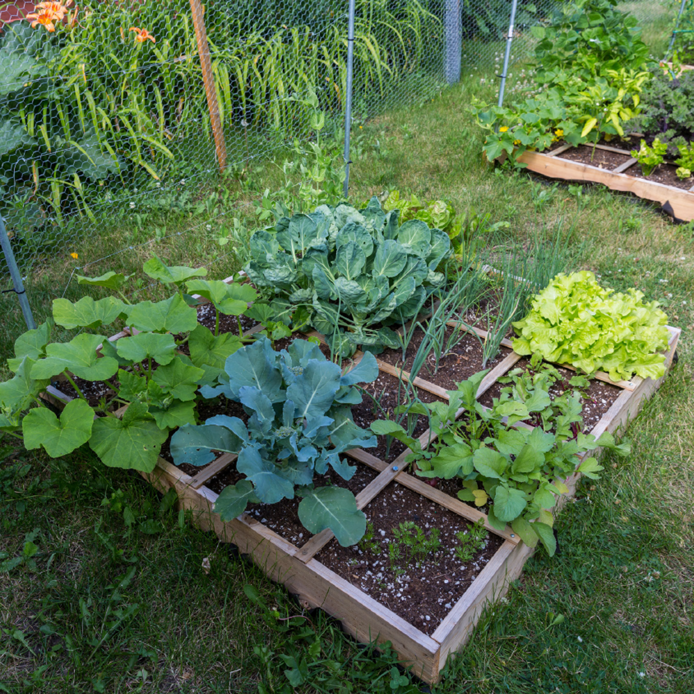 Better Lawns and Gardens - Hour 1 Square Foot Gardening - November 28, 2020