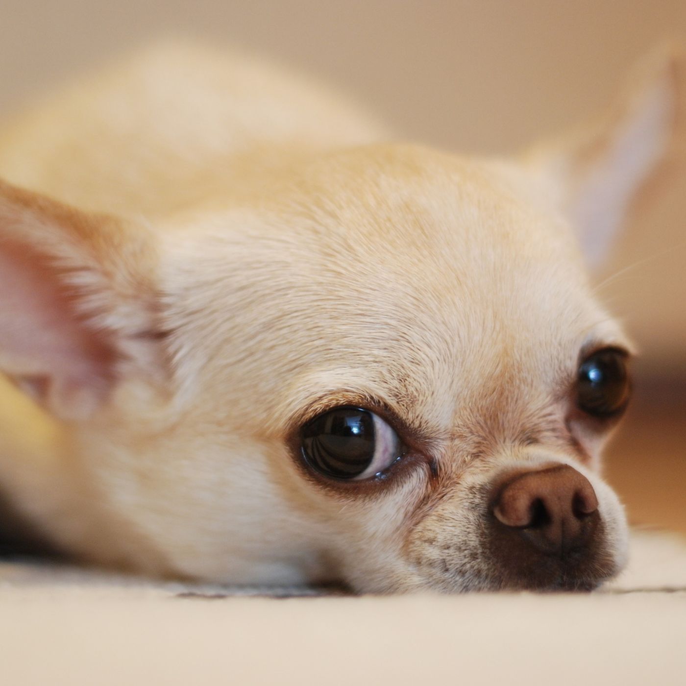 12: Mackay Vet Reveals The Pet Dangers To Watch Out For This Christmas episode artwork