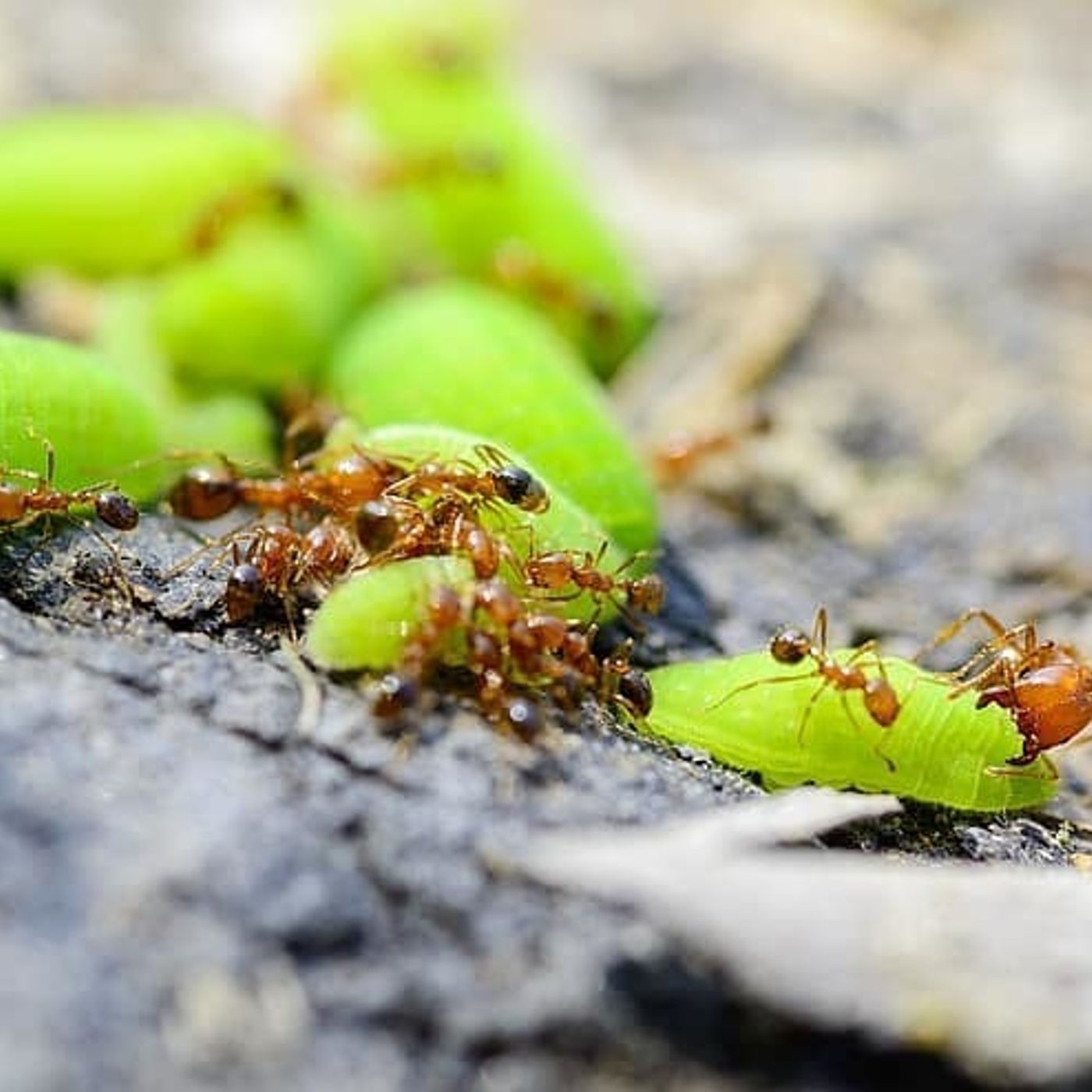 13: Pest Expert Reveals How To Deal With Ants Invading Houses This Summer episode artwork