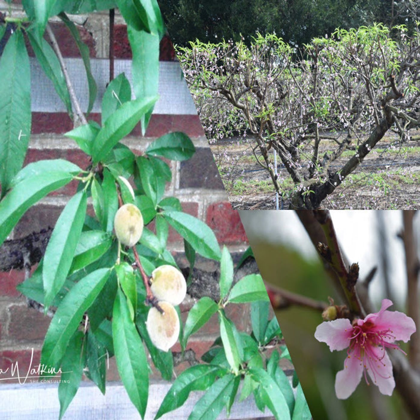 Better Lawns and Gardens - Hour 1 Deciduous Fruits - December 12, 2020