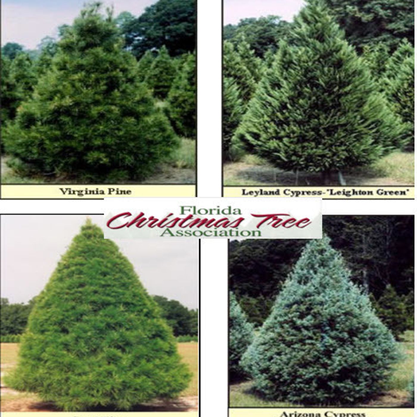 Better Lawns and Gardens - Hour 2 - Florida Christmas Tree Care December 12, 2020