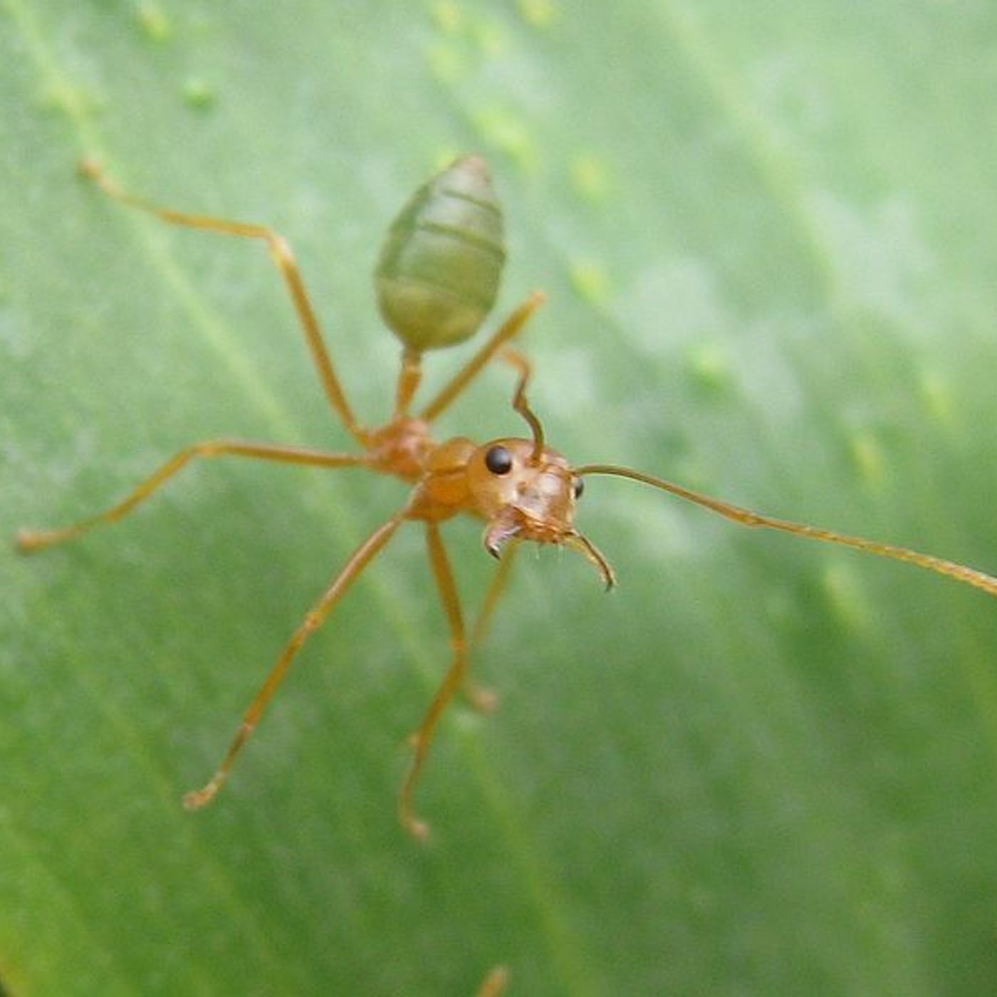 16: Green Ants & Crocs From Mackay Will Be Used On 'I'm A Celebrity Get Me Out Of Here Australia' episode artwork