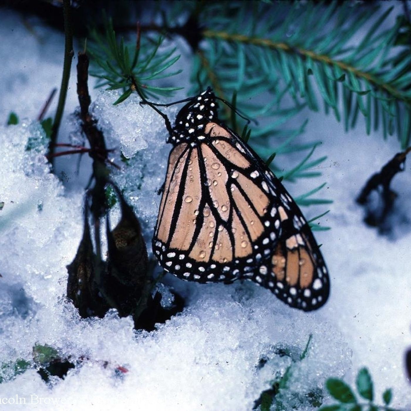 Better Lawns and Gardens - Hour 2 Butterflies in Winter December 19, 2020