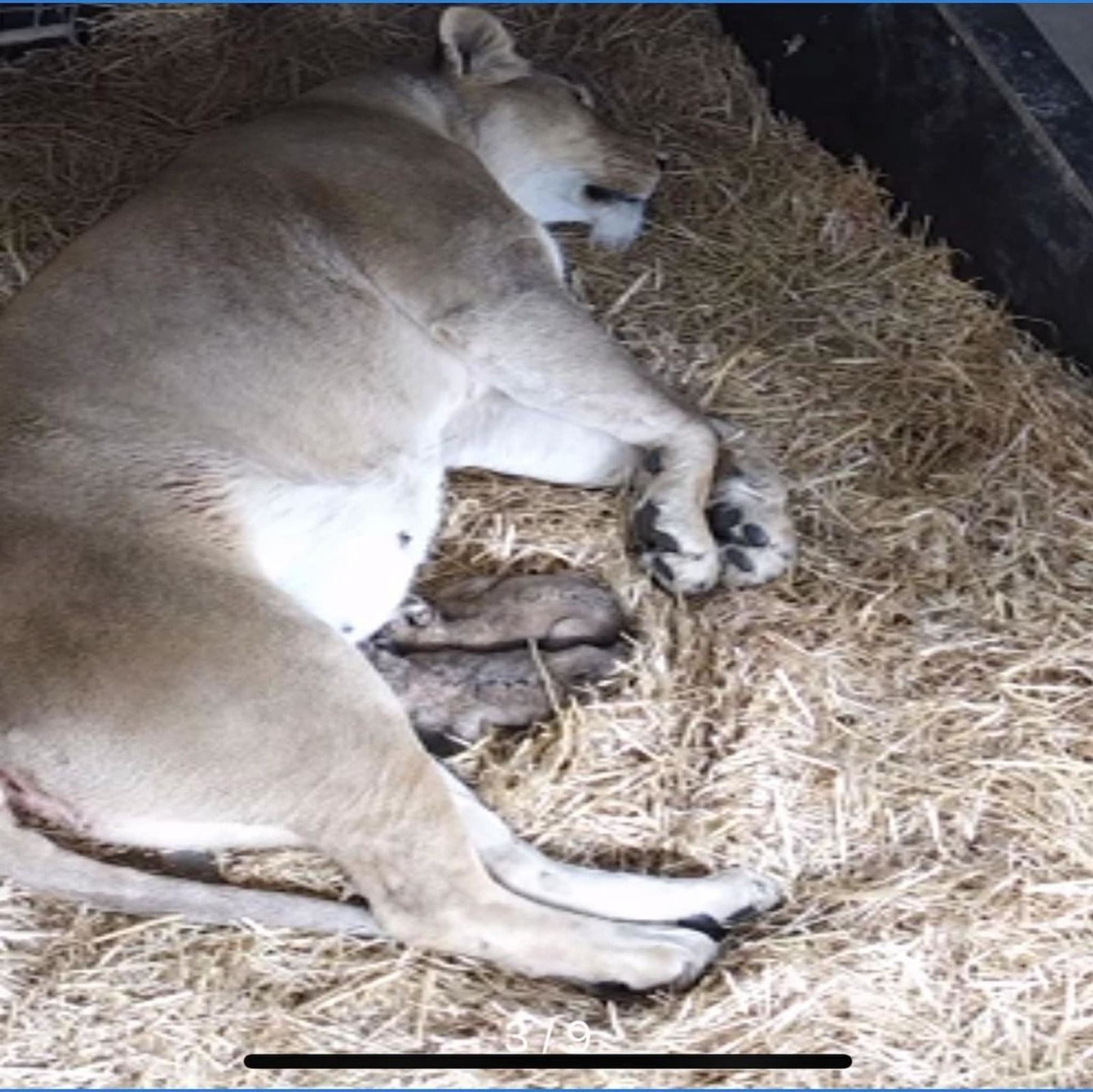 Zookeeper Chad talks about Zuri the Lioness and two cubs that passed away at Mogo Wildlife Park episode artwork