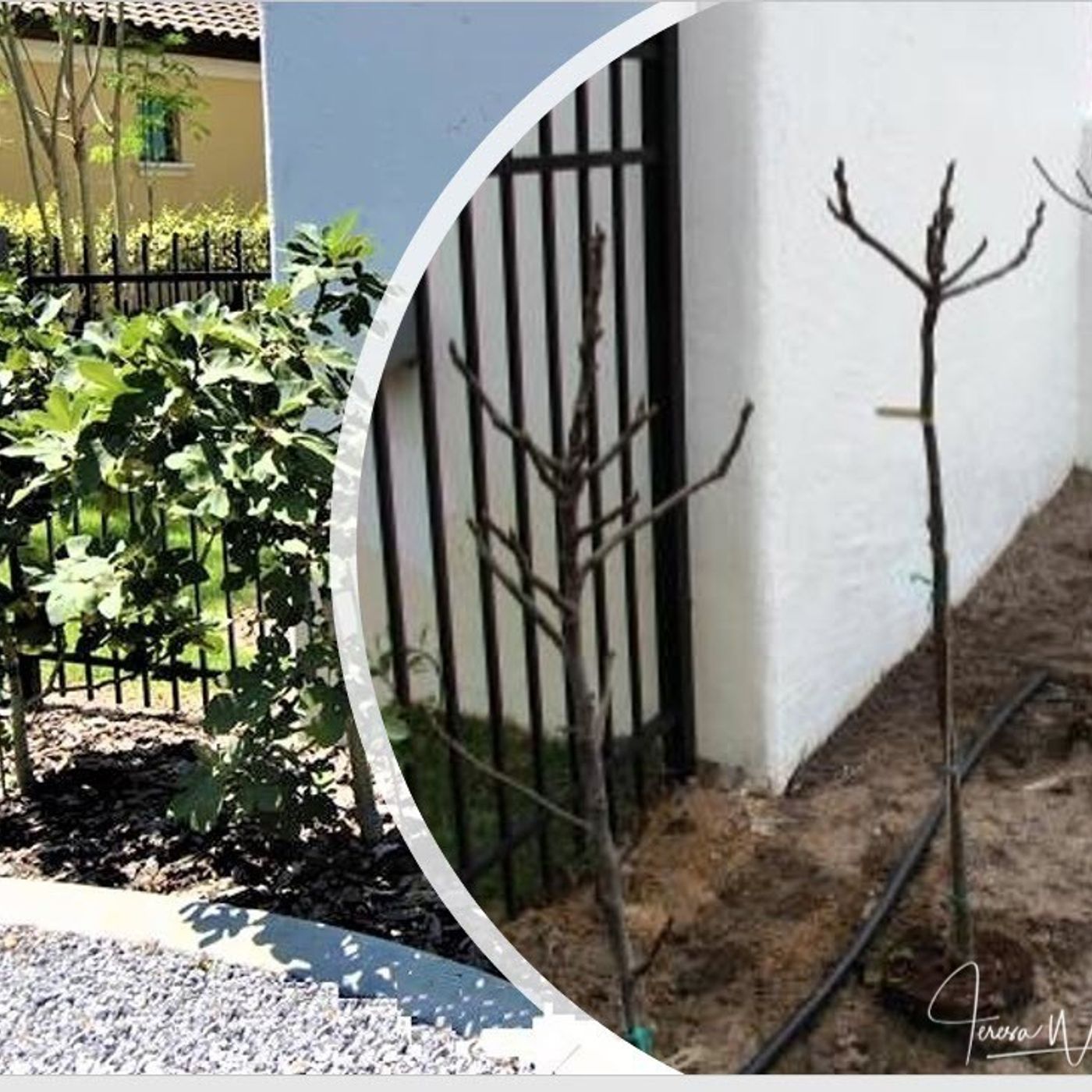 Better Lawns and Gardens - Hour 1 Deciduous Fruit December 26, 2021