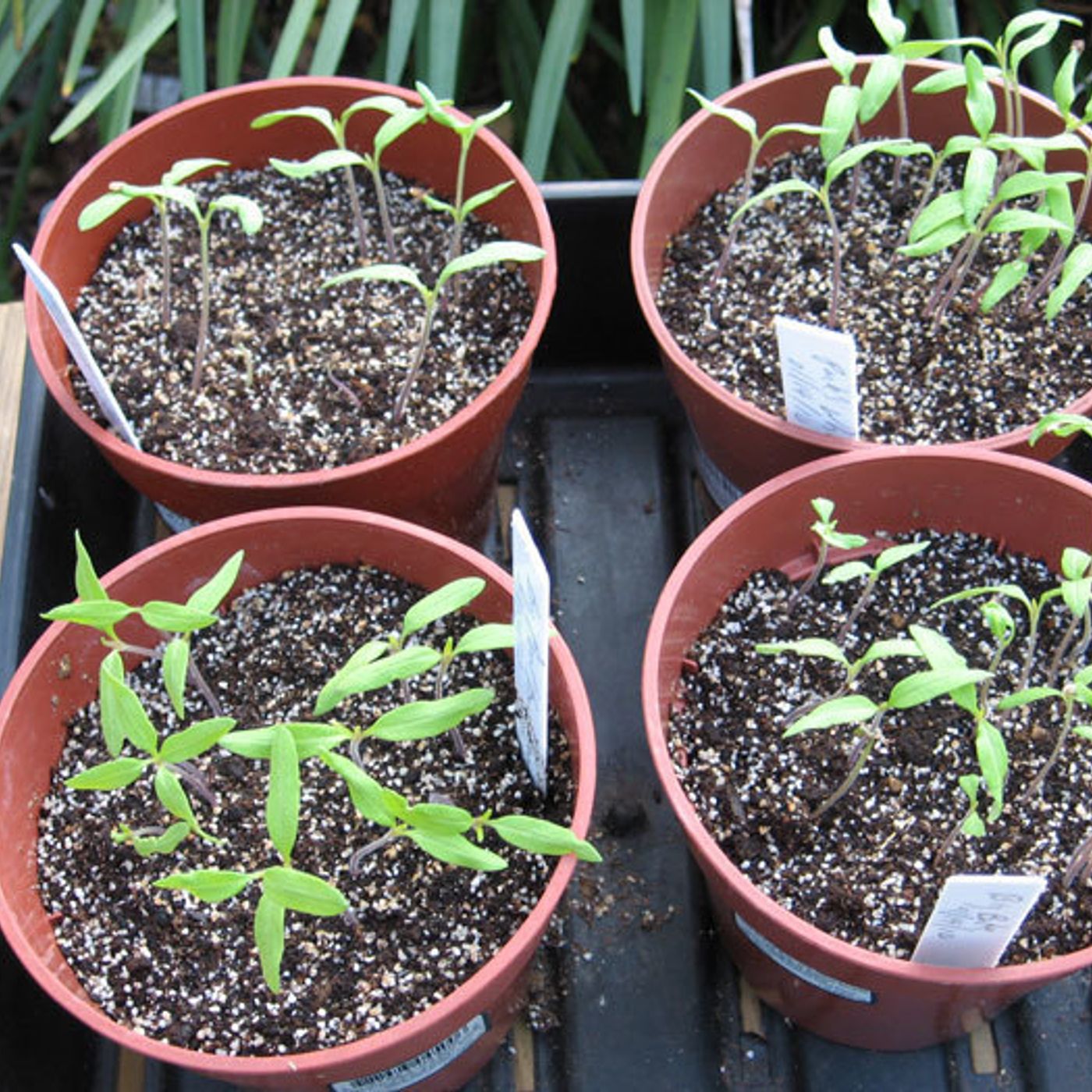 Better Lawns and Gardens - Hour 1 Happy New Year Seeds and More January 2, 2021