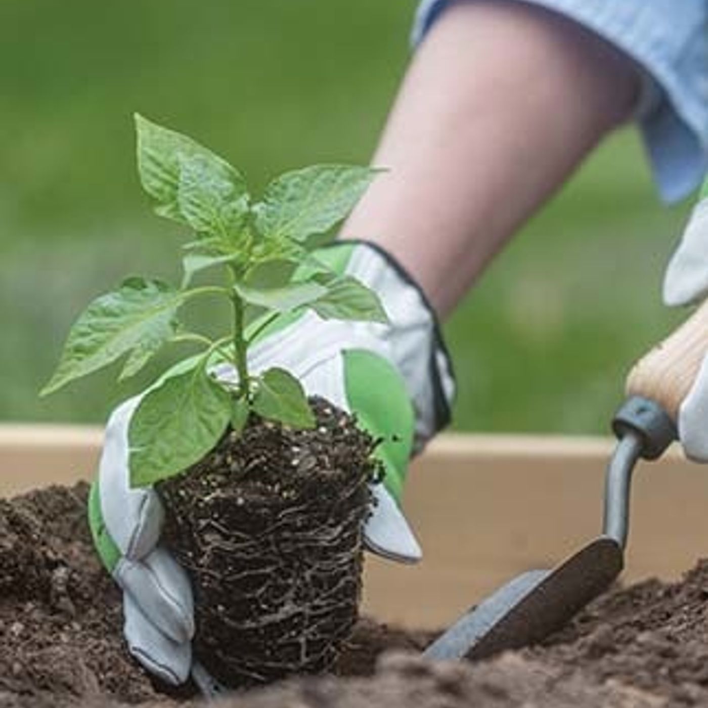 S2 Ep65: Better Lawns and Gardens - Hour 1 Starting Transplants January 9, 2021