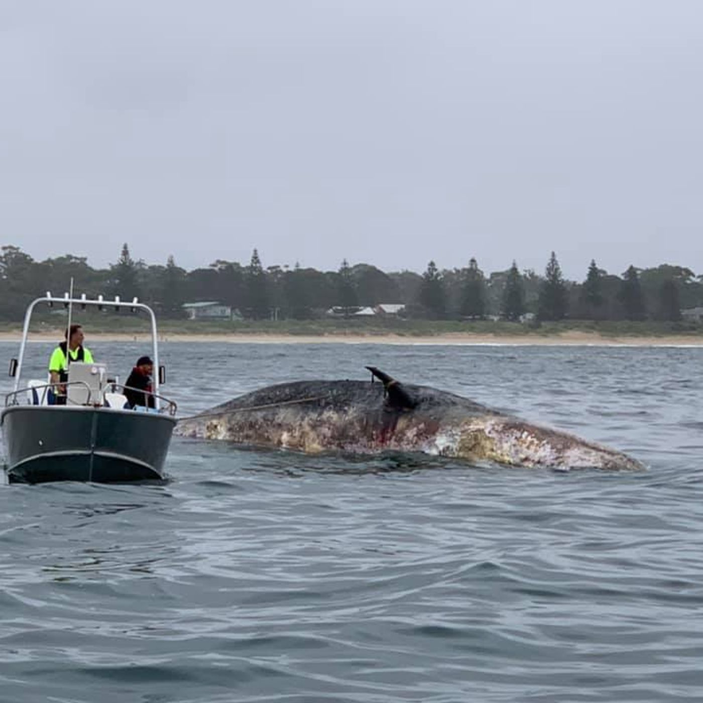 Whale carcass still attracting sharks off Broulee Beach - Nat from the Broulee Surf Life Saving Club episode artwork