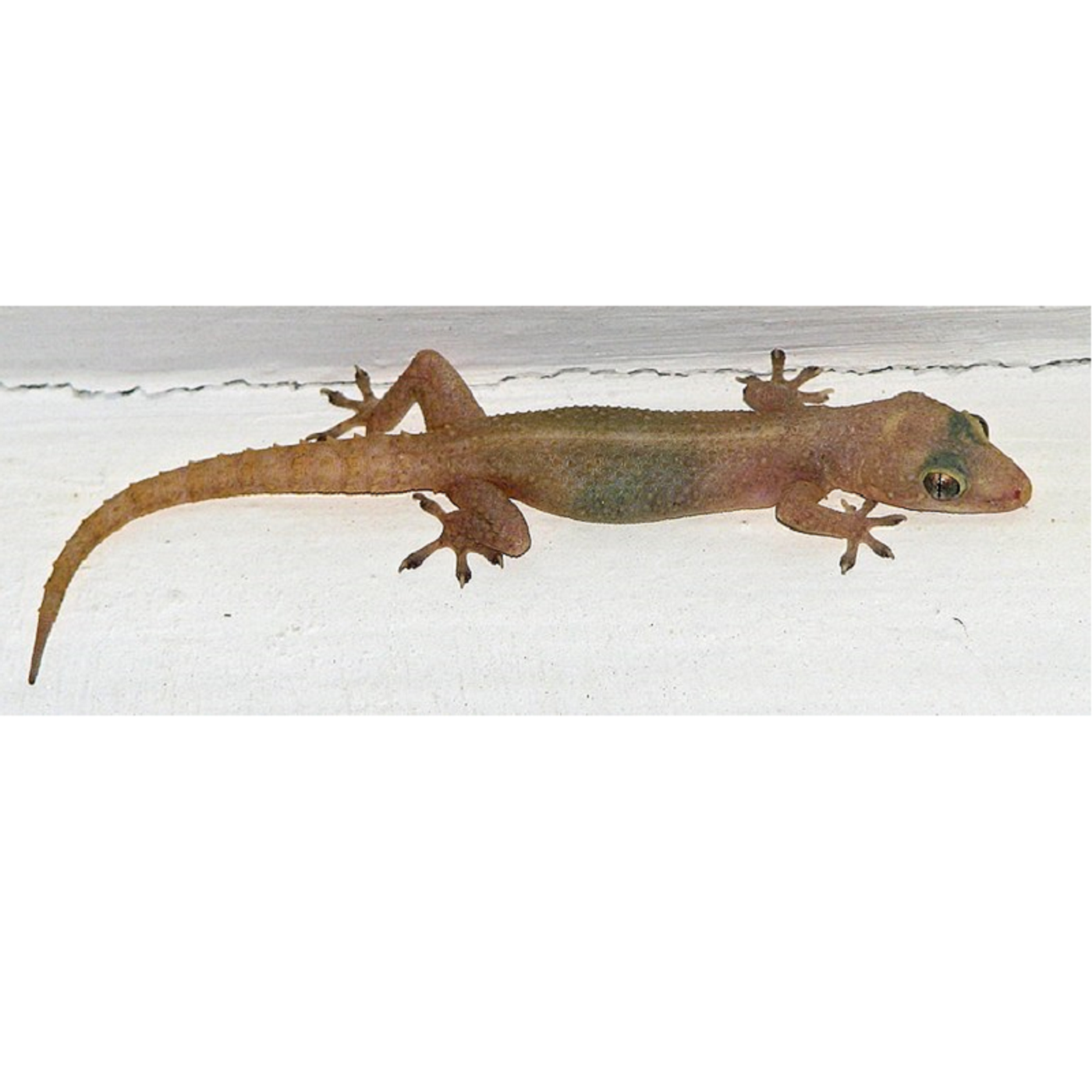 23: Mackay & Whitsunday Residents Share Their Hilarious Run Ins With Geckos episode artwork