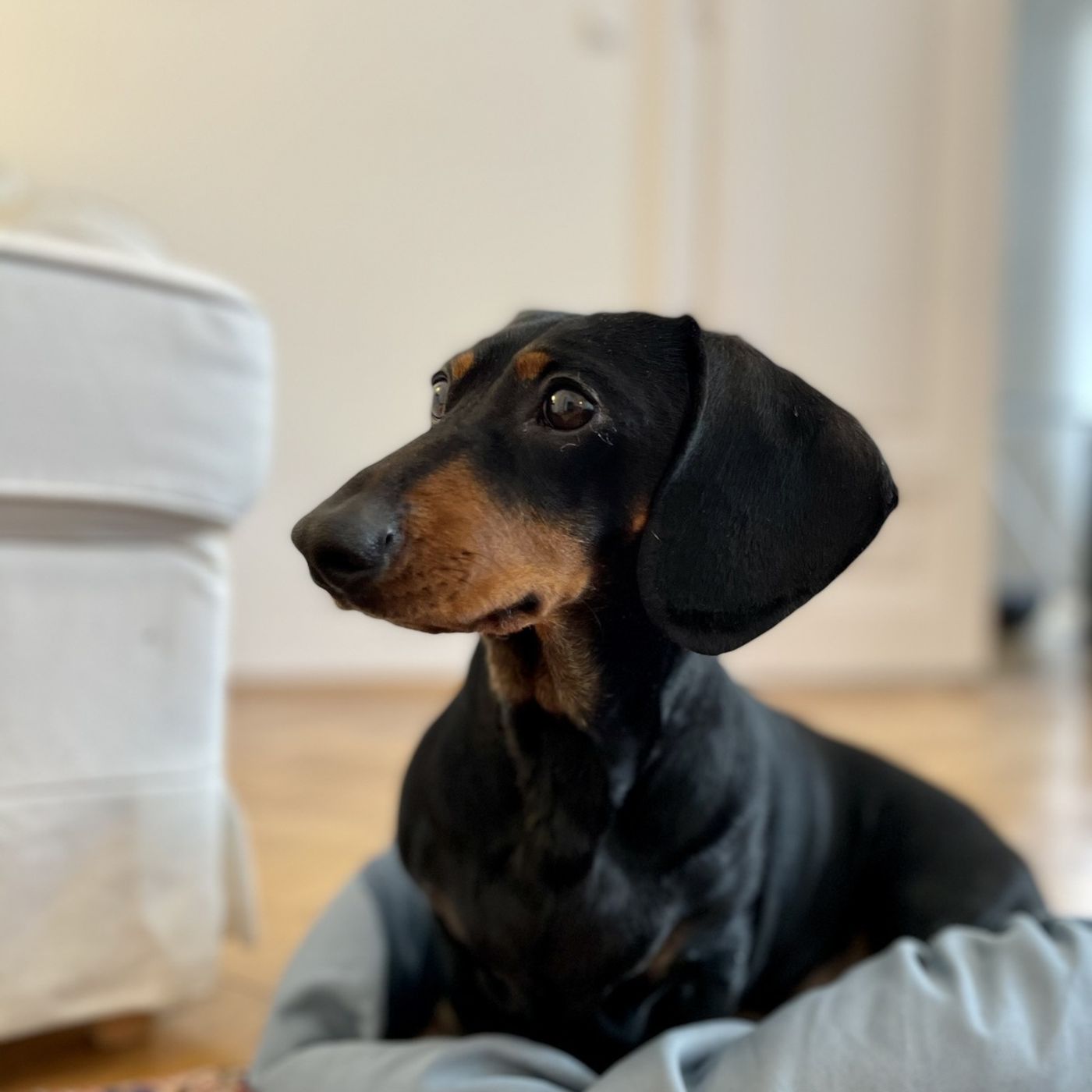 S1 Ep2: Dachshunds