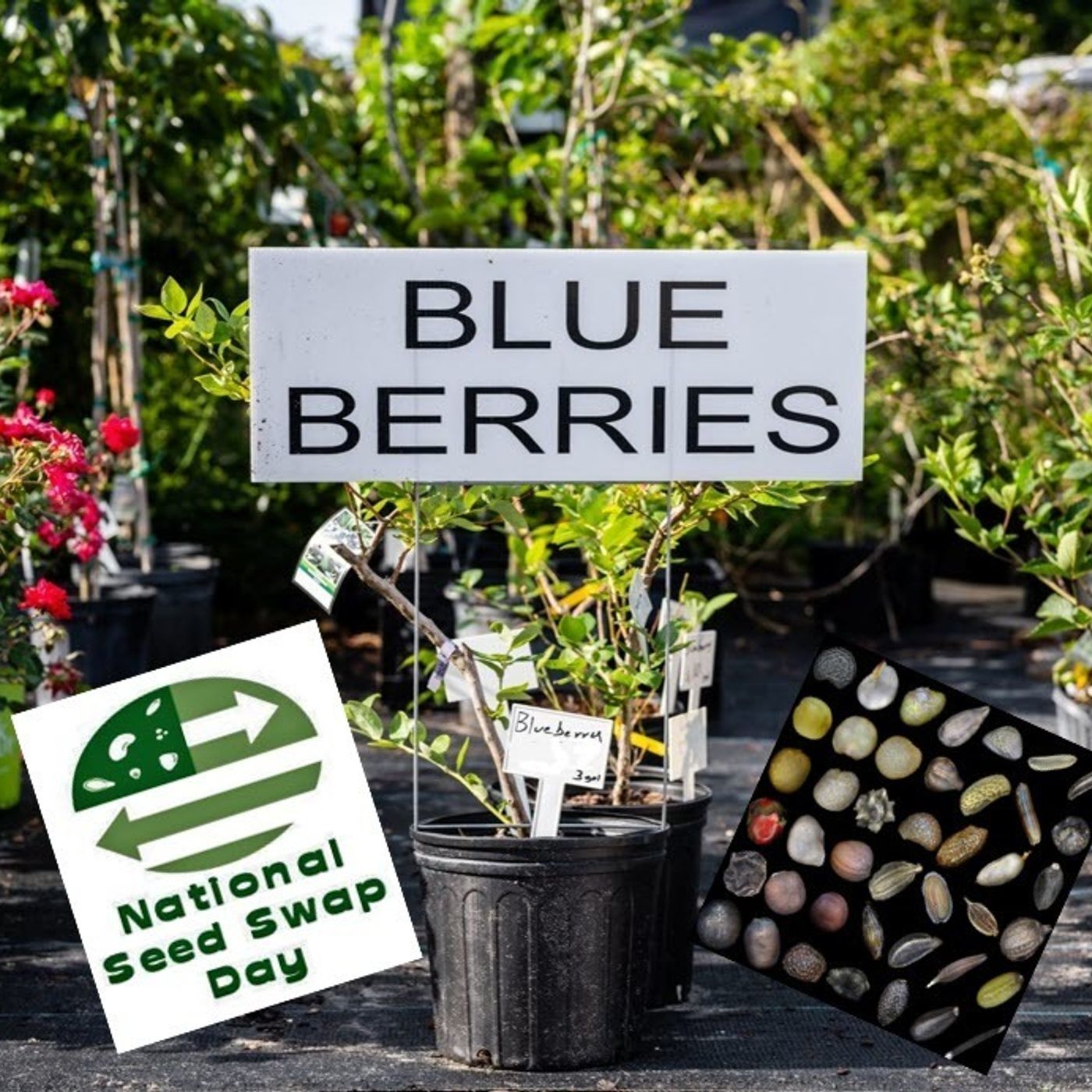 Better Lawns and Gardens - Hour 1 pH and Blueberries January 30, 2021