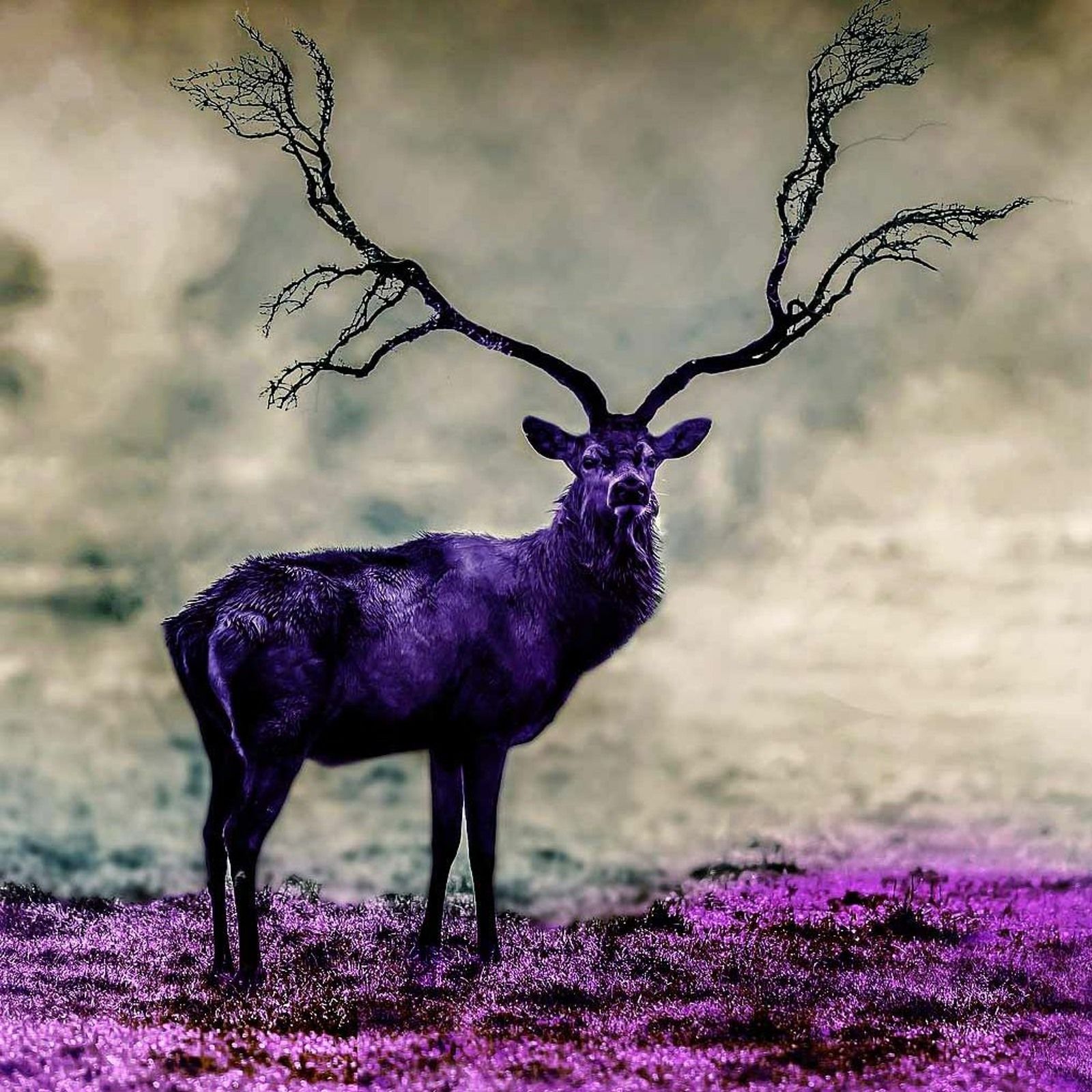 651: KHASIS Folk Lore Tales | Tales of Old 🐱‍👤 [Fire Zone Episode] 🔥🚒