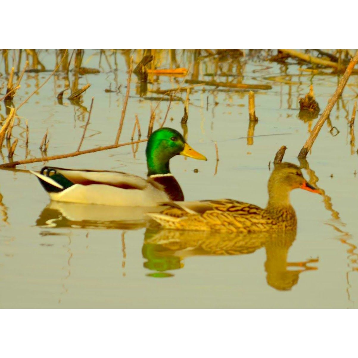 Living The Dream Outdoors / Weekend Wanderings Duck Hunting with Dirty