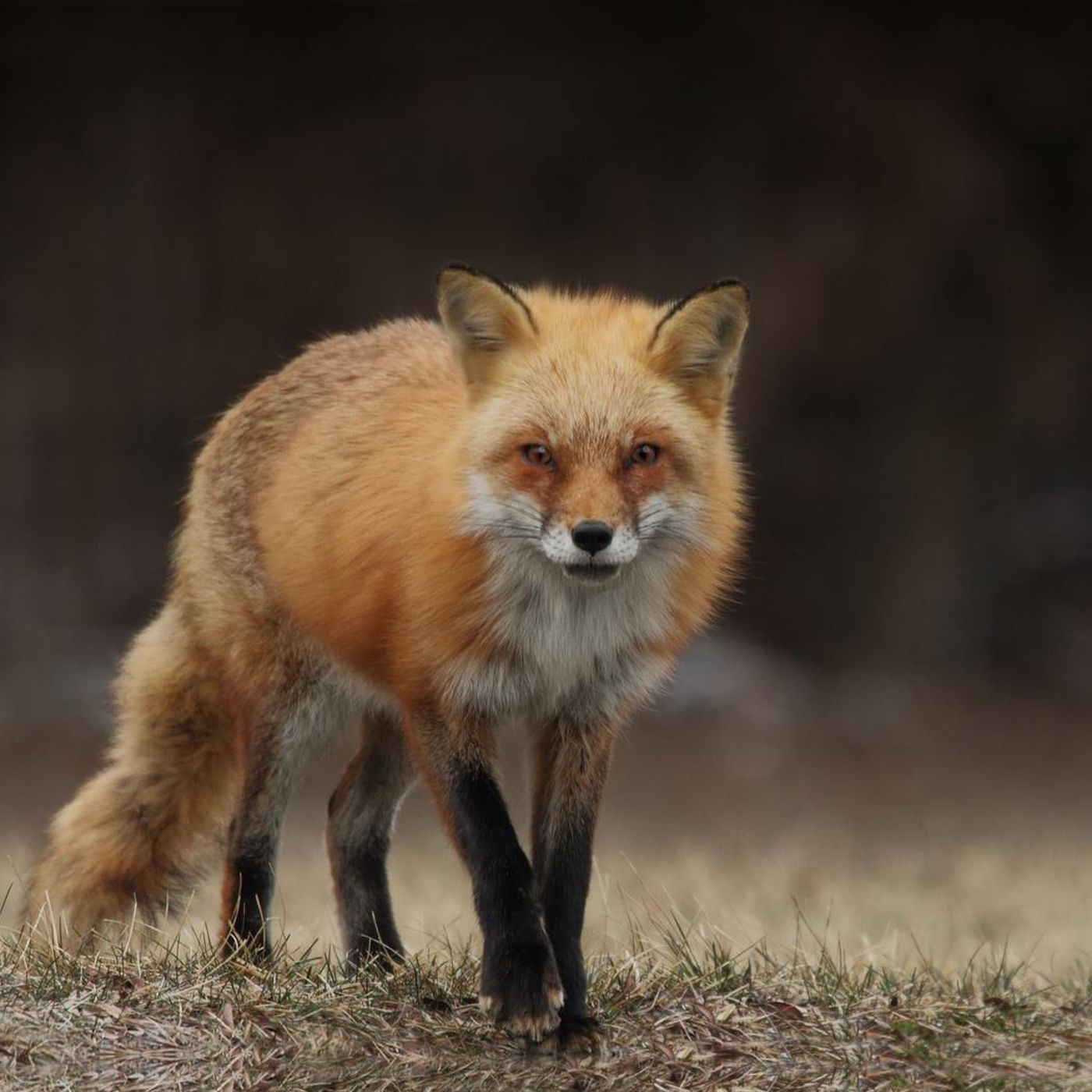 Properties Needed In Fox Baiting Program episode artwork