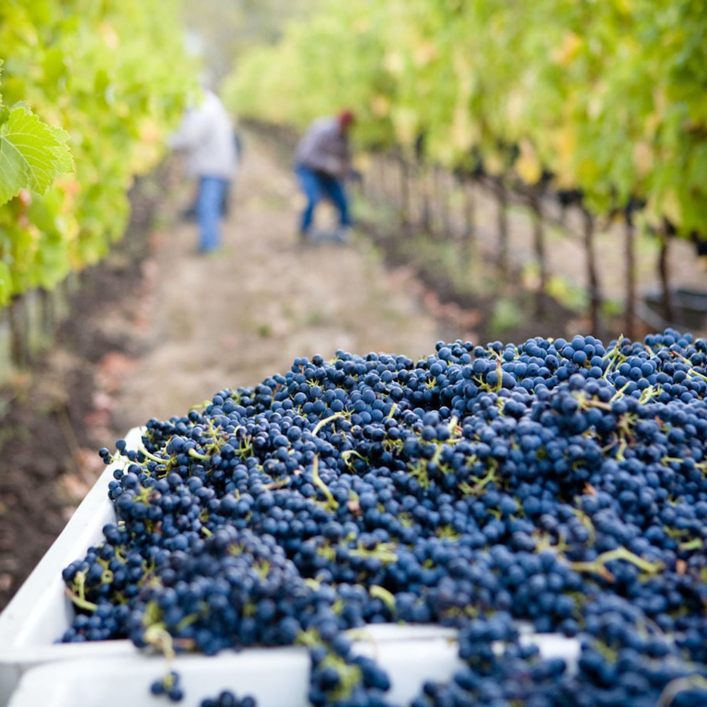 Australian Wines In Need Of Government Lifeline episode artwork