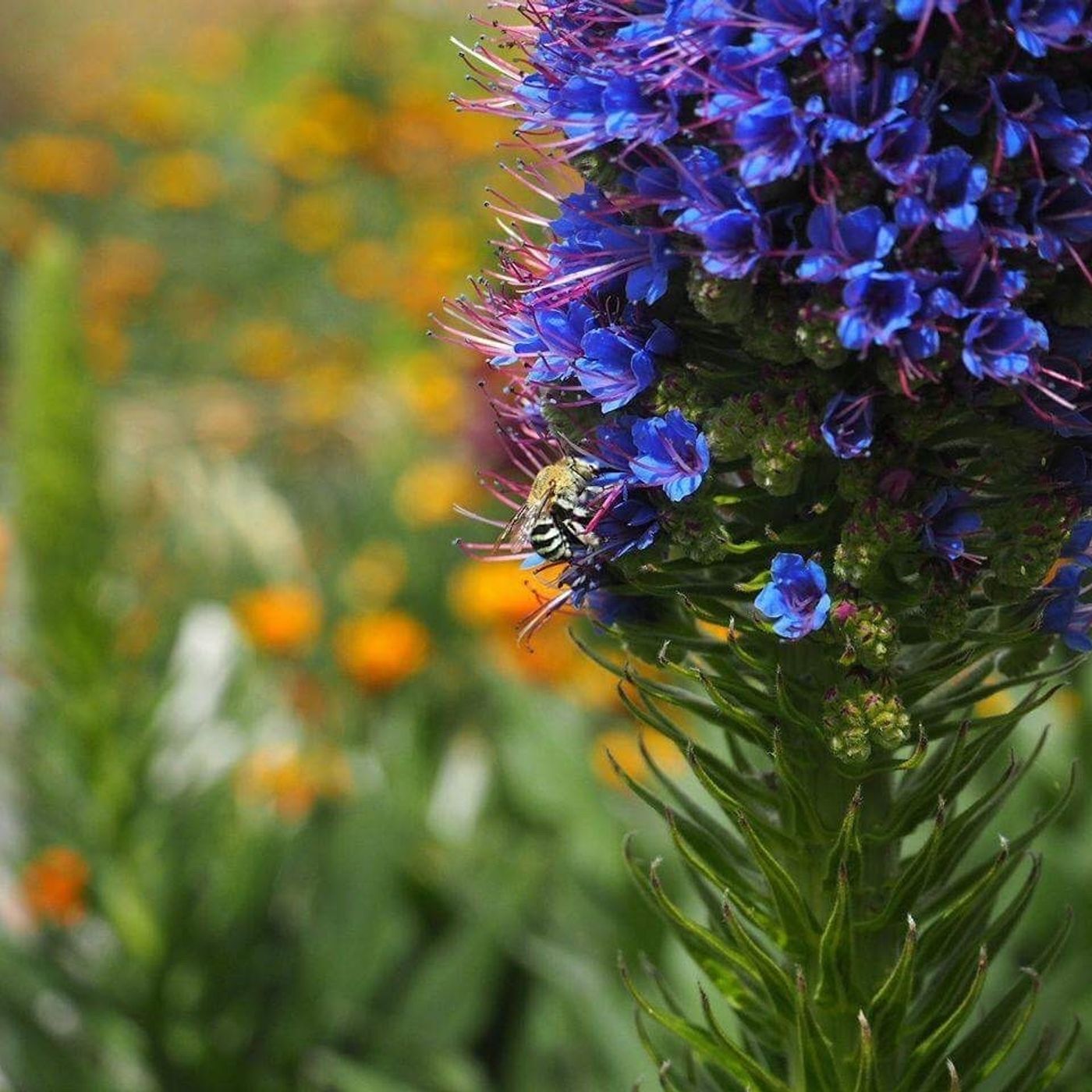 How To Keep The Insect Community In Your Garden Safe and Happy episode artwork