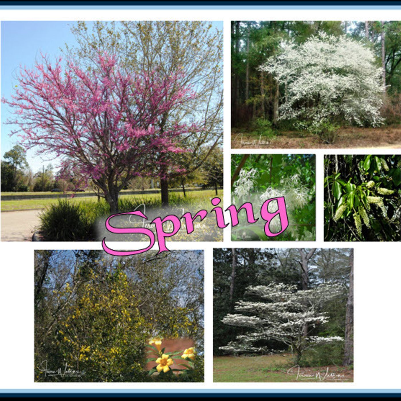 Better Lawns and Gardens - Hour 2 Spring Flowering Native Trees February 20, 2021
