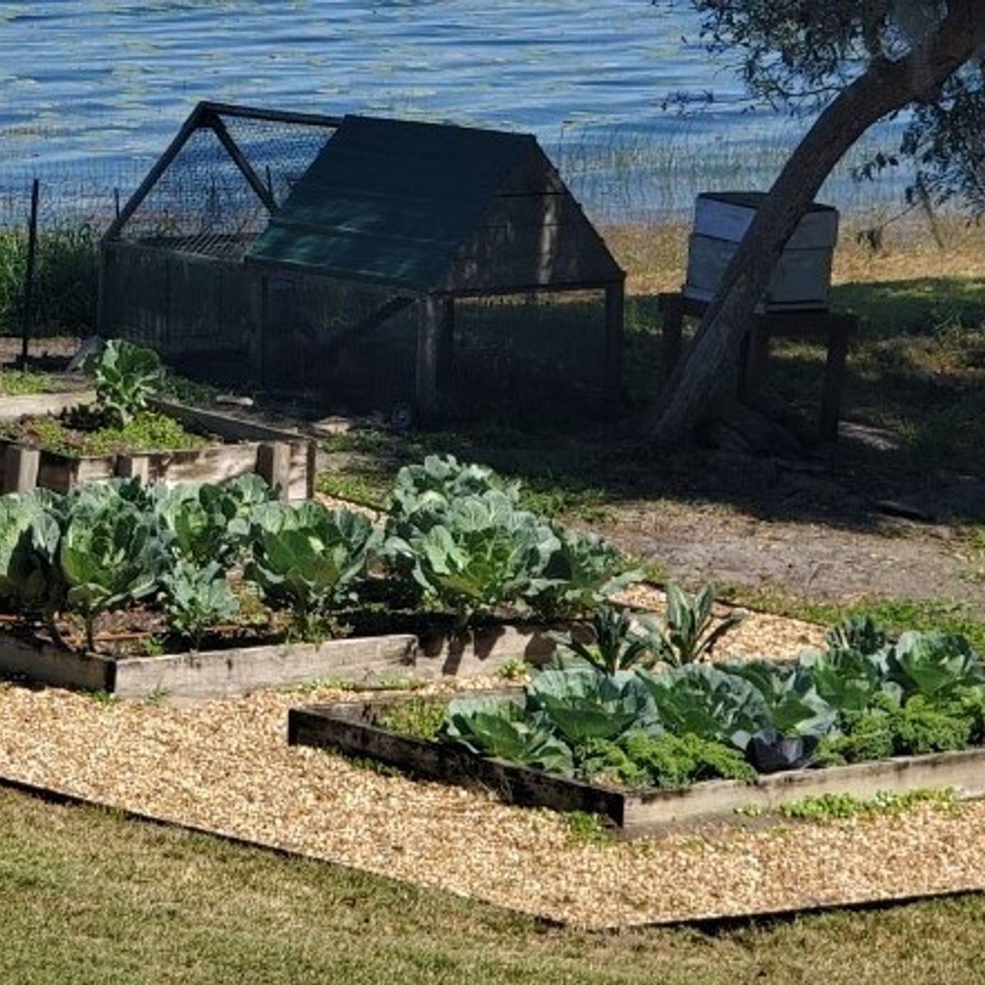 Better Lawns and Gardens  Hour 1 Vegetable Gardens and Shaved Roots February 27, 2021
