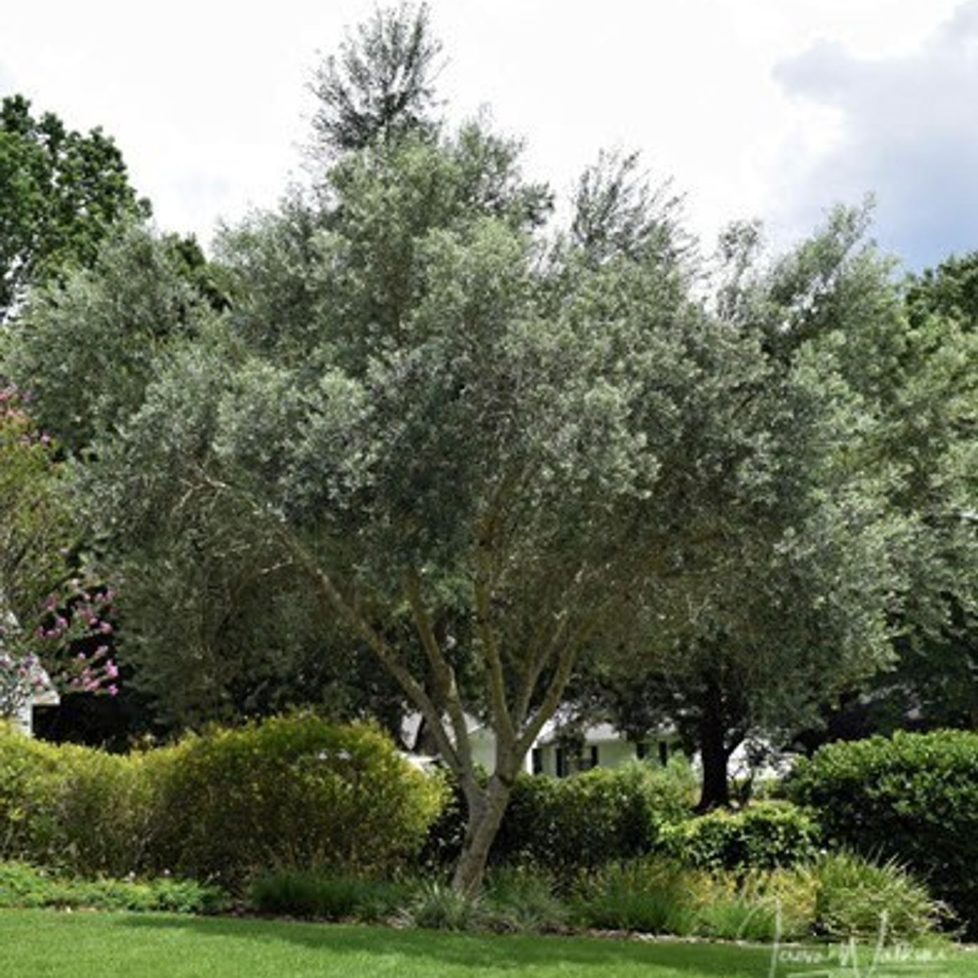 Better Lawns and Gardens - Hour 1 Planting Olive Trees March 6, 2021