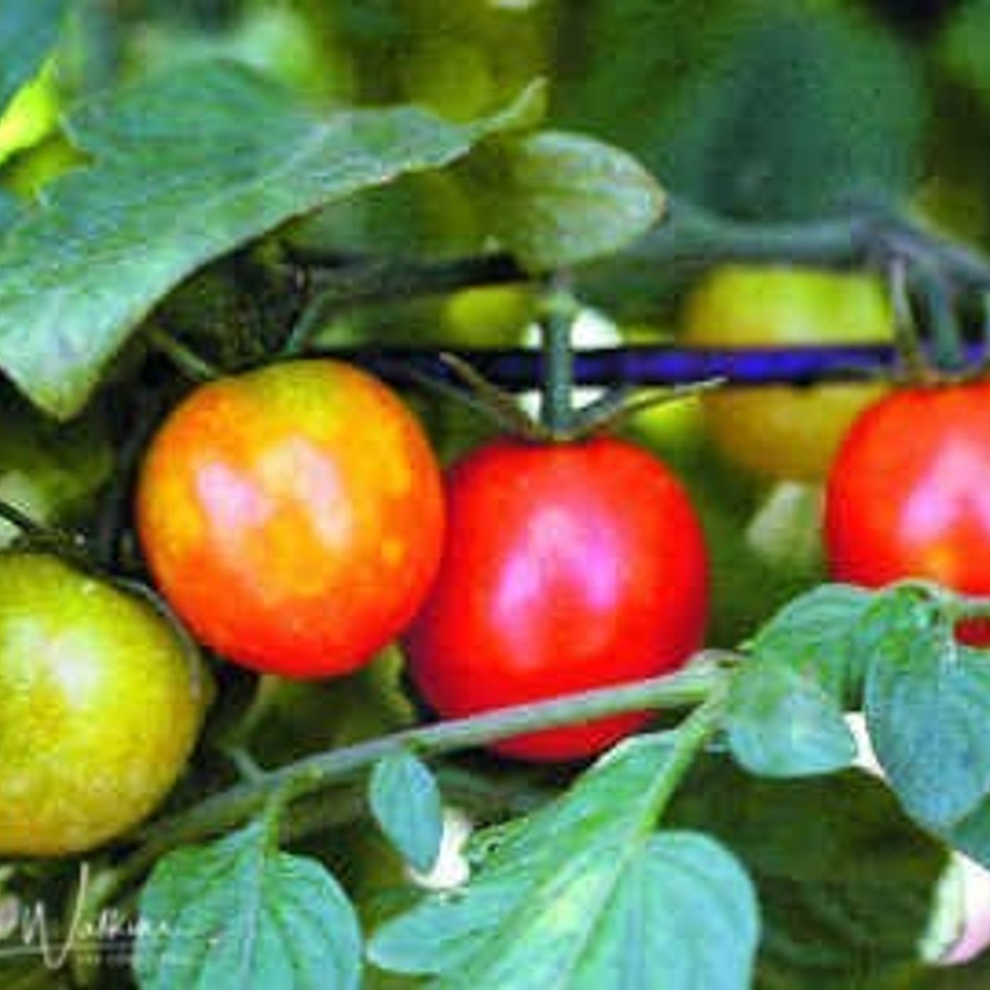 Better Lawns and Gardens - Hour 1 Tomatoes March 13, 2021